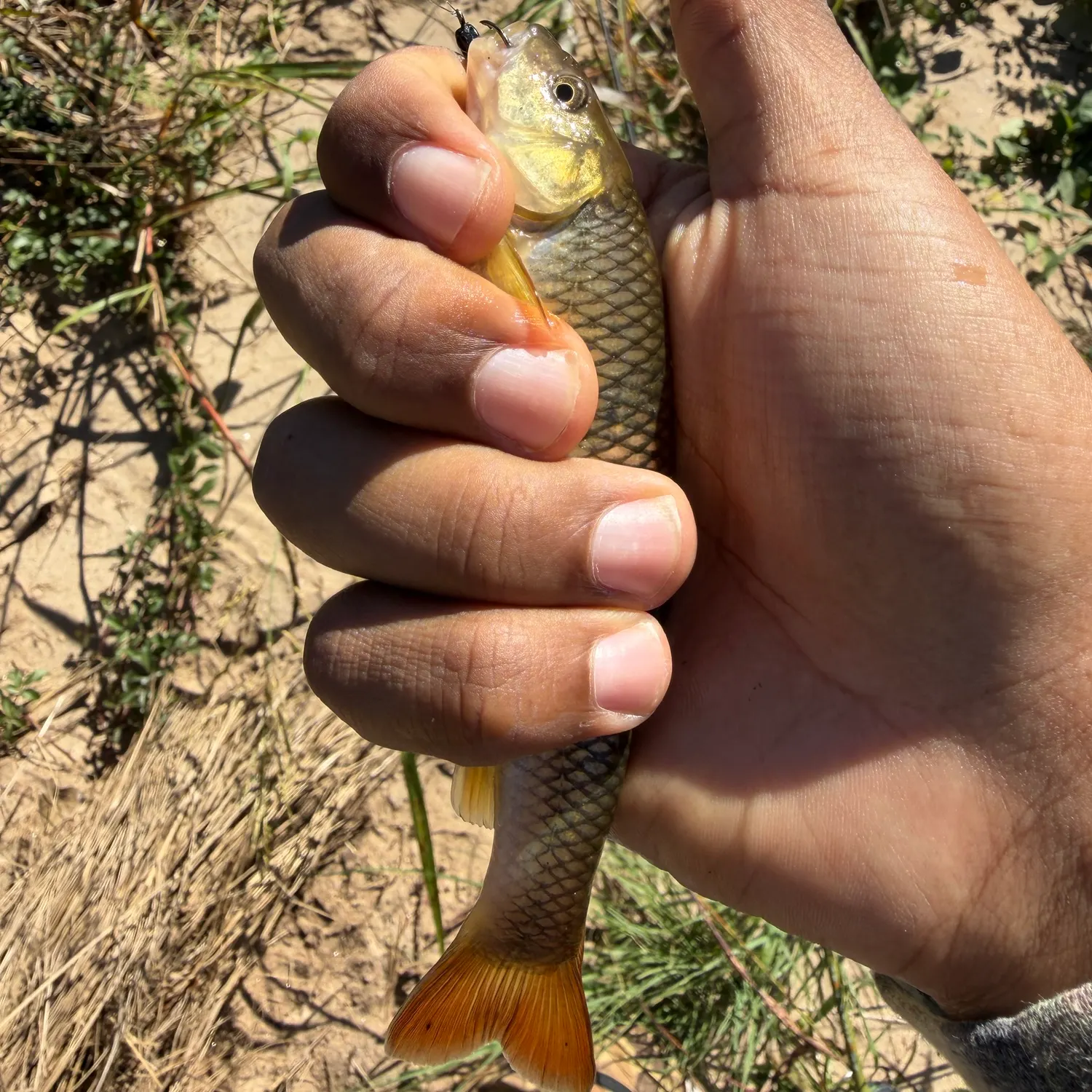 Creek chub caught on Fishbrain