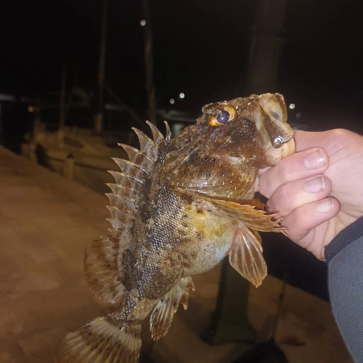 most liked catch image