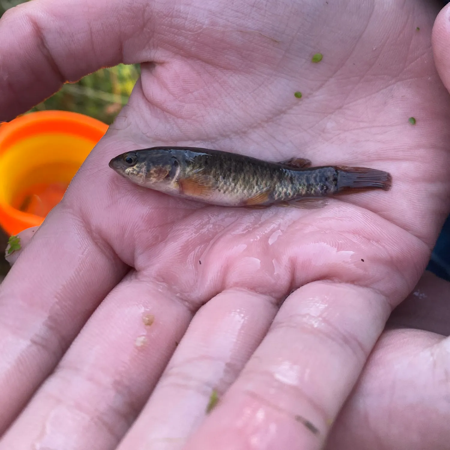 The most recent Central mudminnow catches on Fishbrain