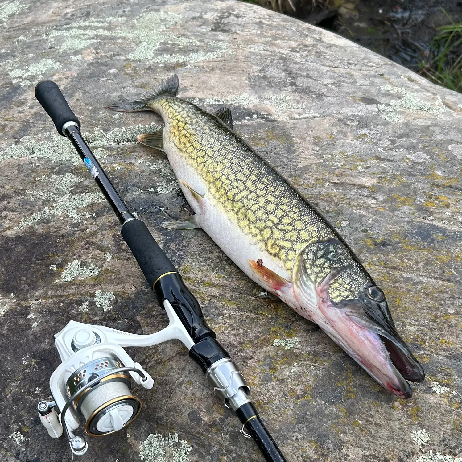 Chain pickerel caught on Fishbrain