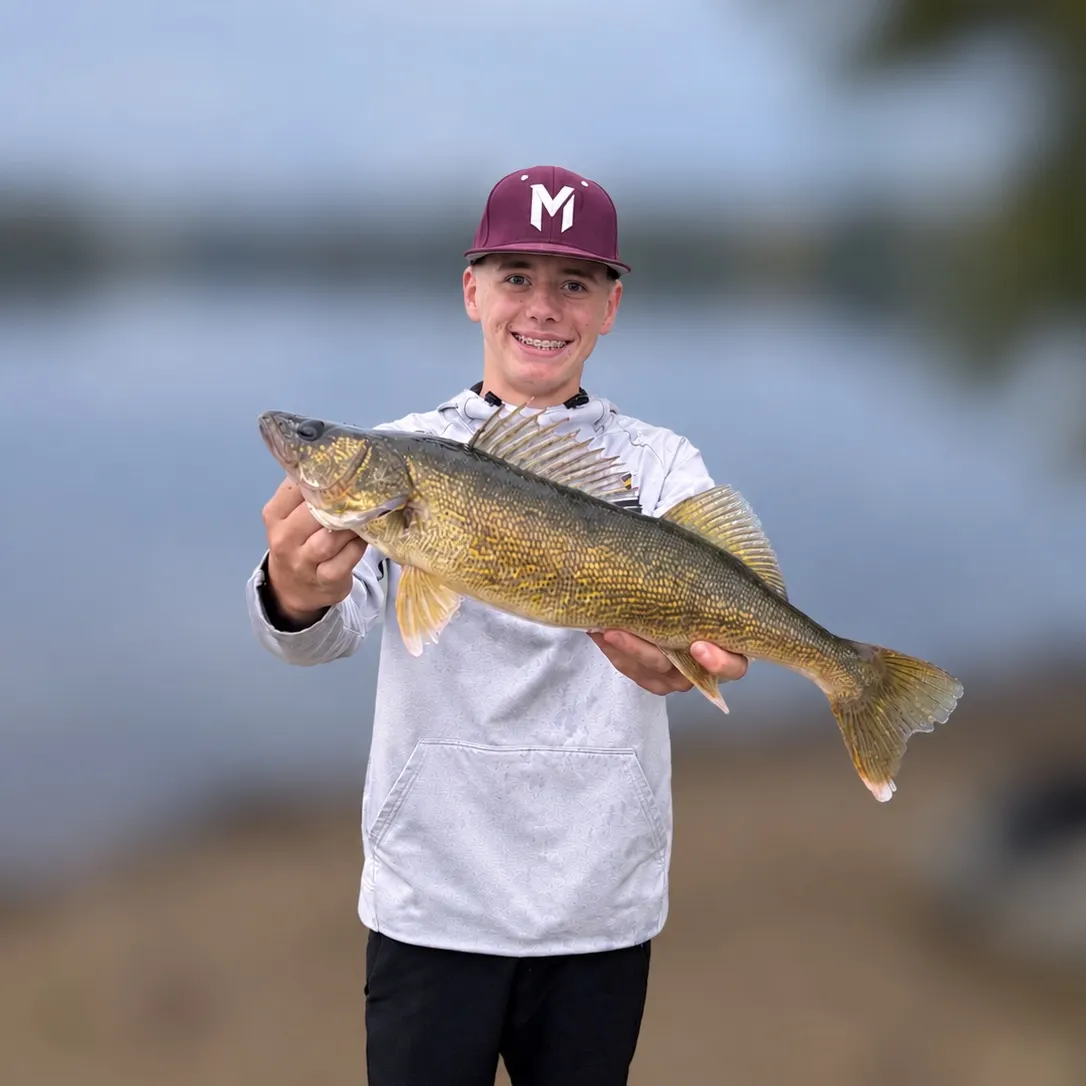 Walleye caught on Fishbrain