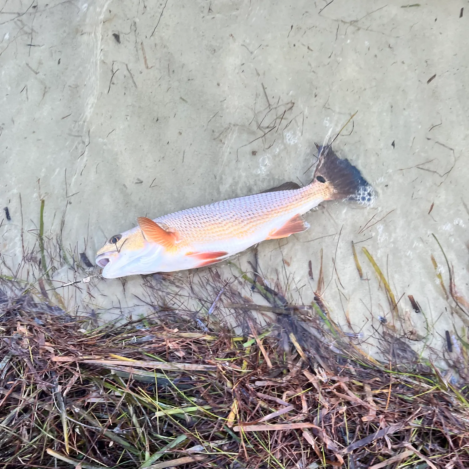 Red drum caught on Fishbrain