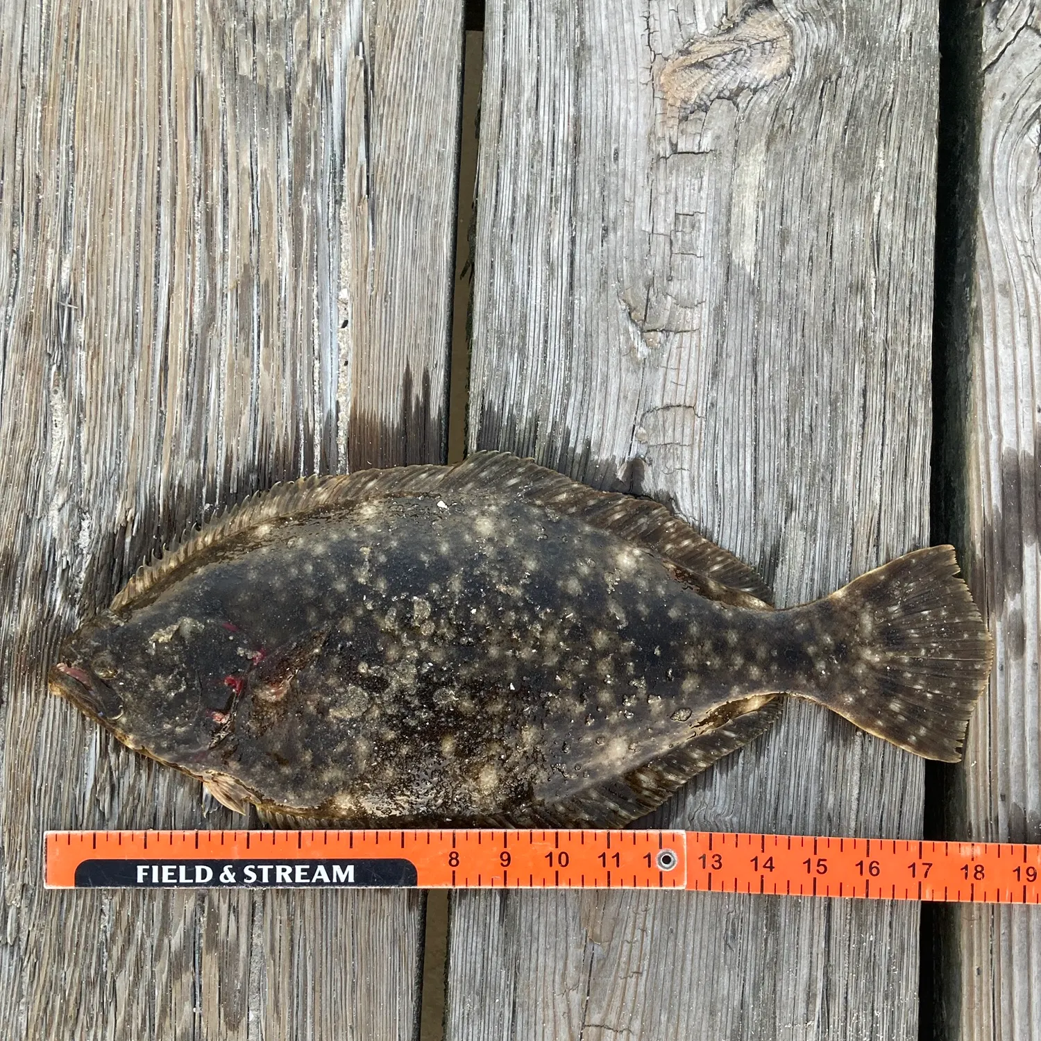 Summer flounder caught on Fishbrain