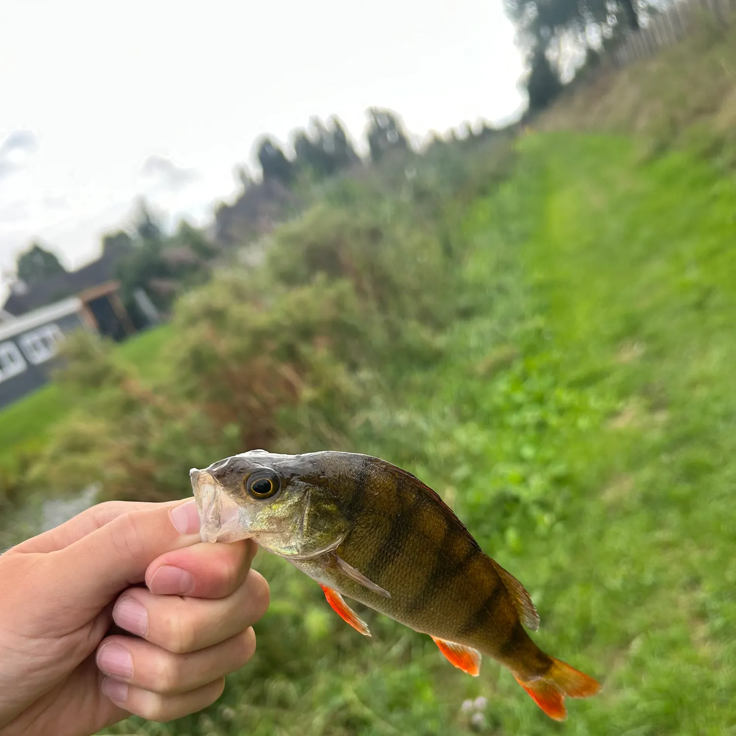 European perch caught on Fishbrain