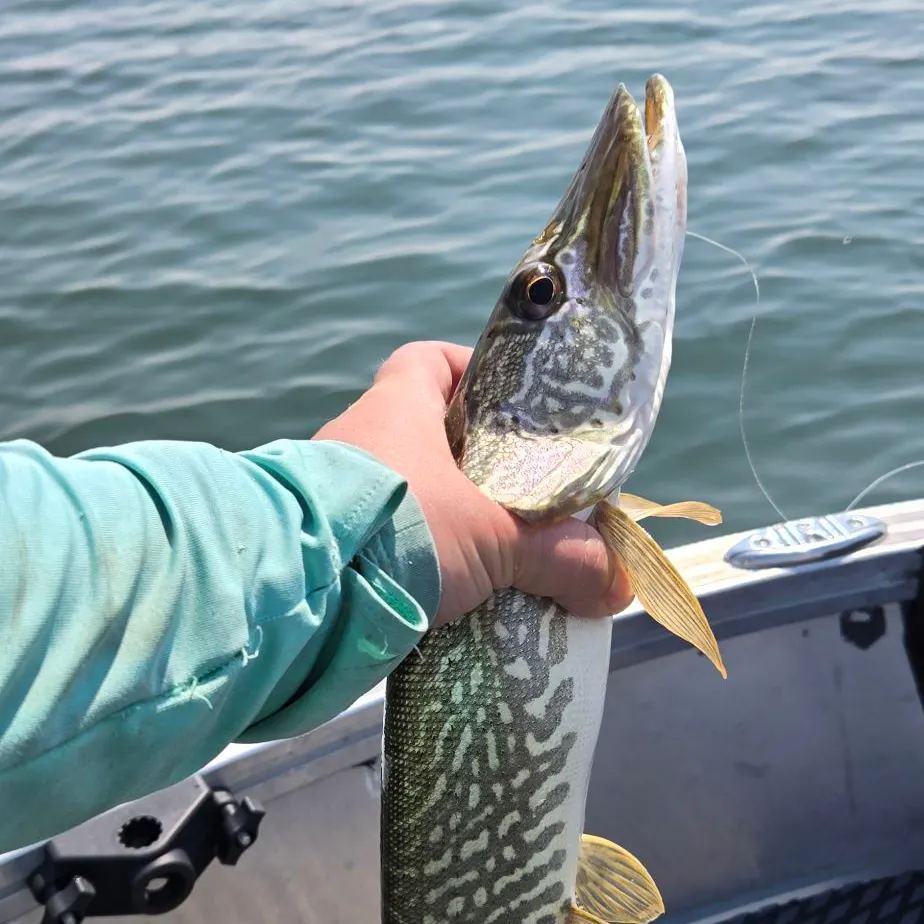 Northern pike caught on Fishbrain