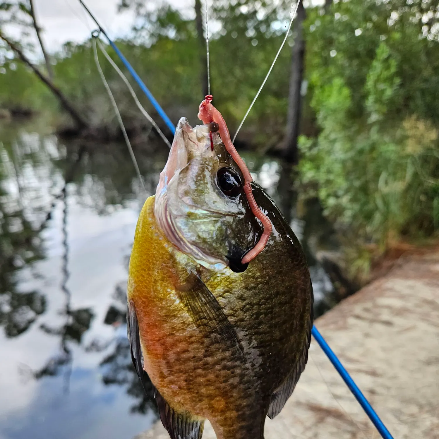 Black bullhead caught on Fishbrain