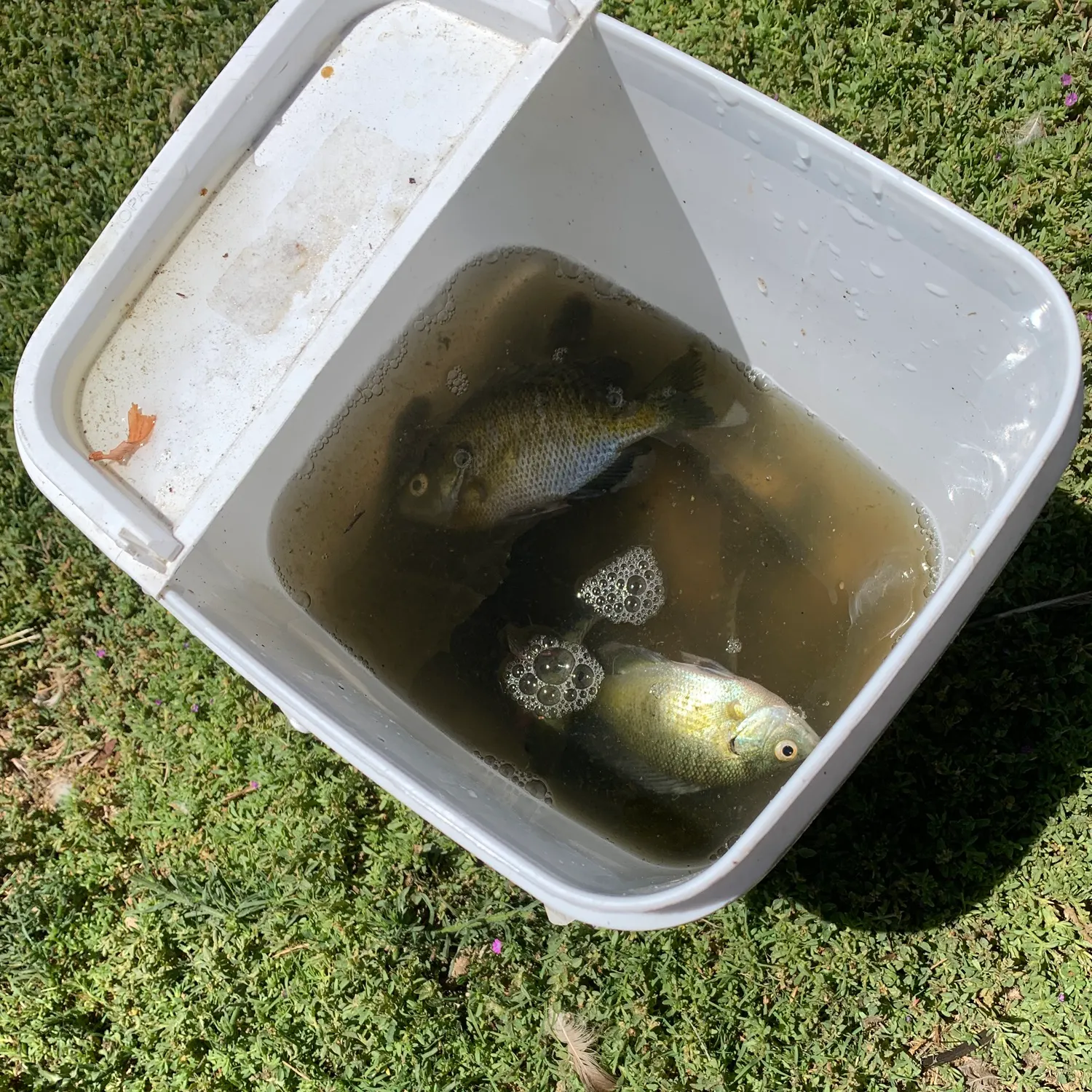 Nile tilapia caught on Fishbrain