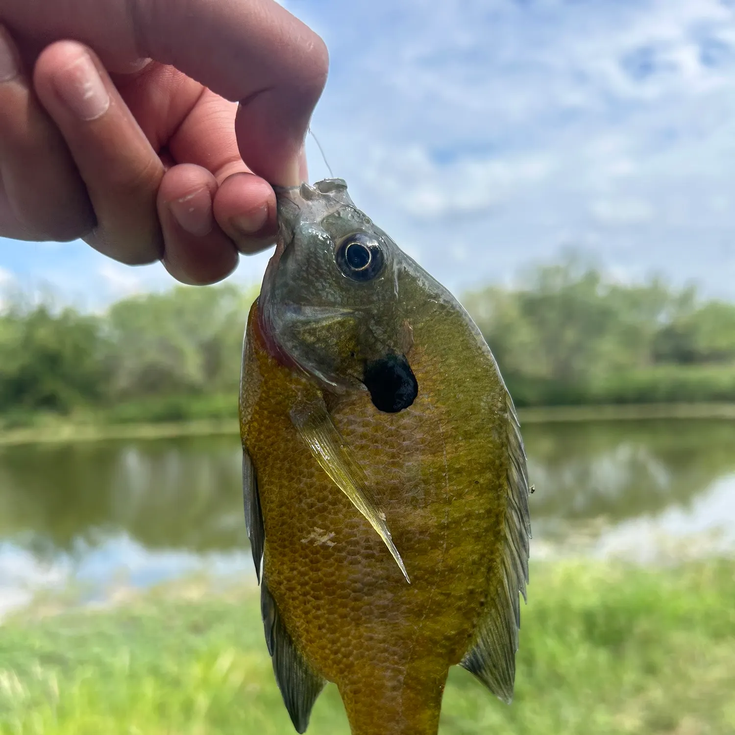 Bluegill caught on Fishbrain