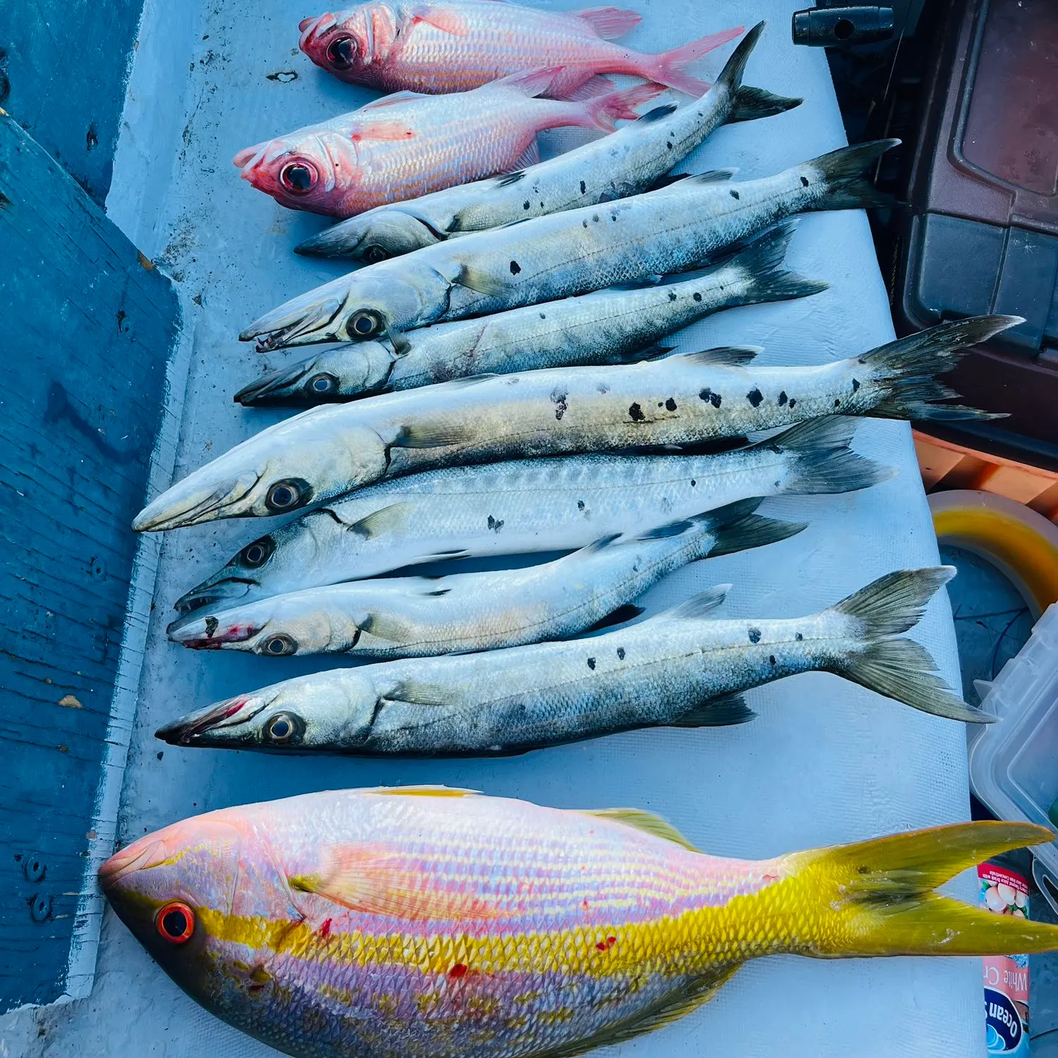 recently logged catches