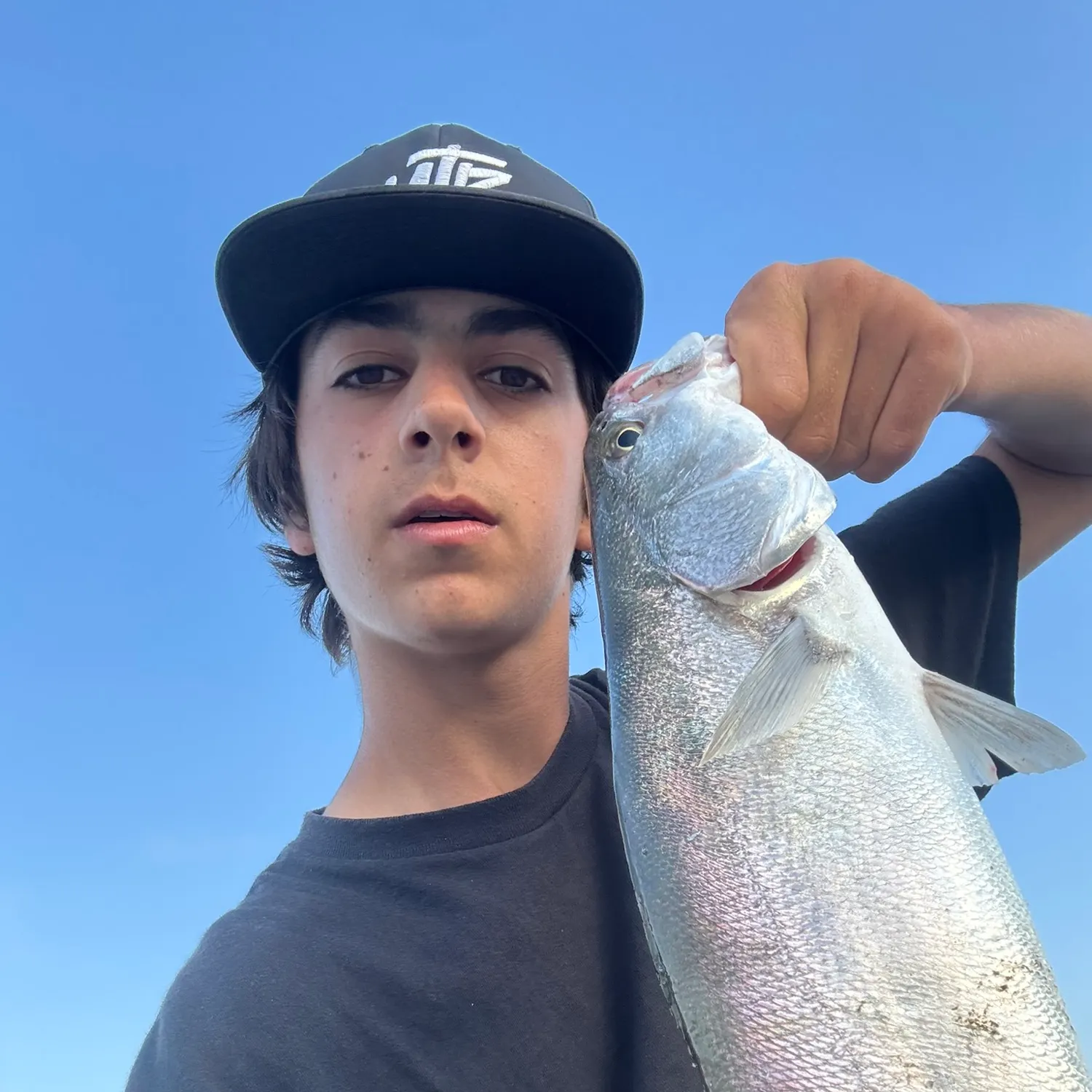 The most recent White seabass catches on Fishbrain