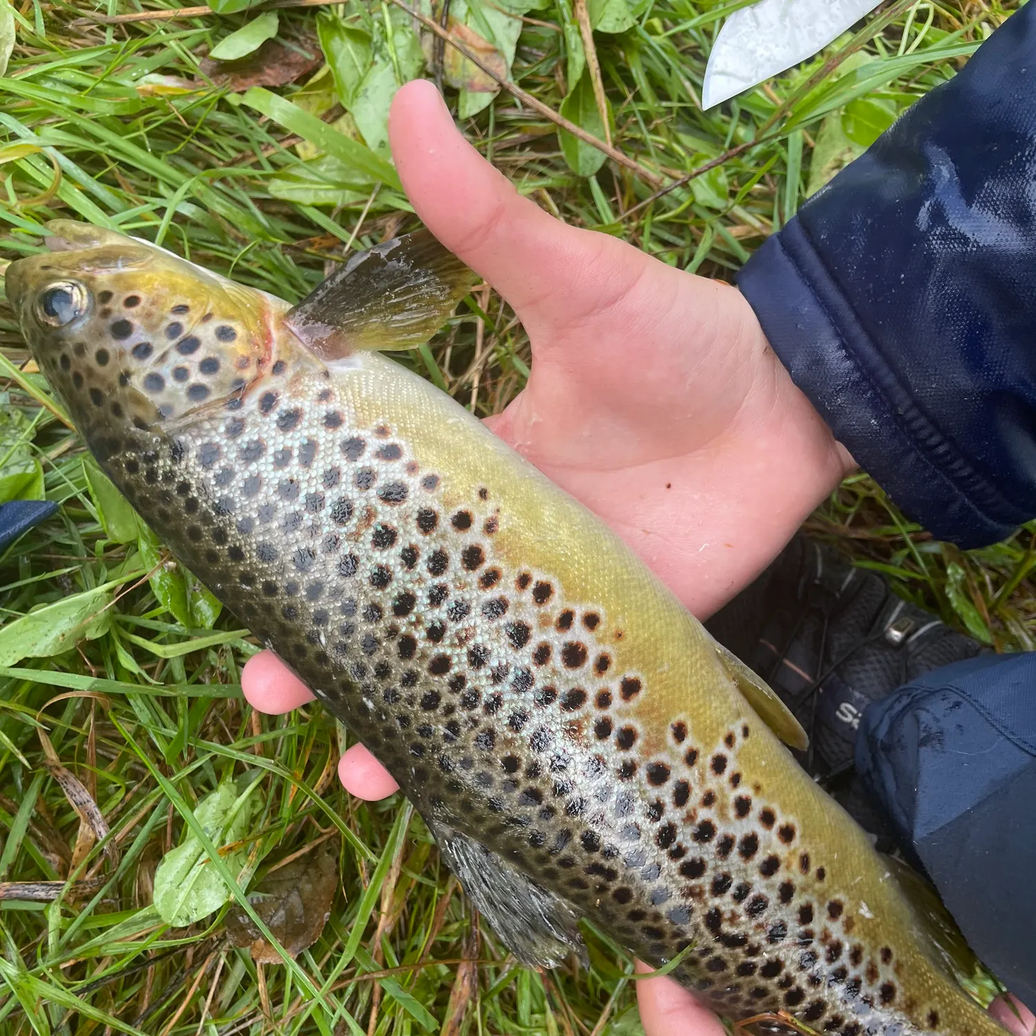 Brown trout caught on Fishbrain