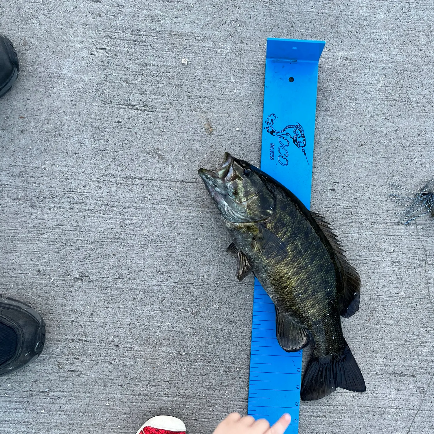 Smallmouth bass caught on Fishbrain