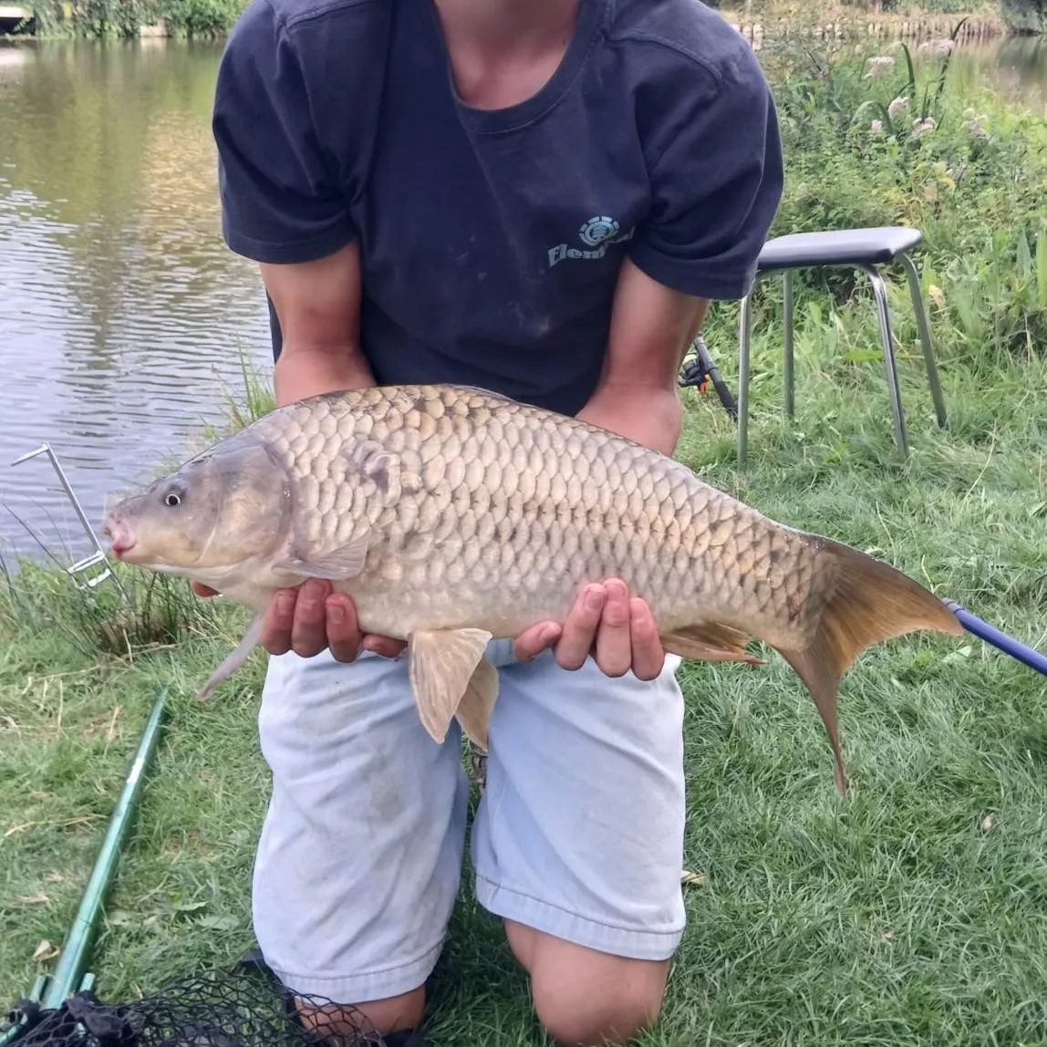 Common carp caught on Fishbrain