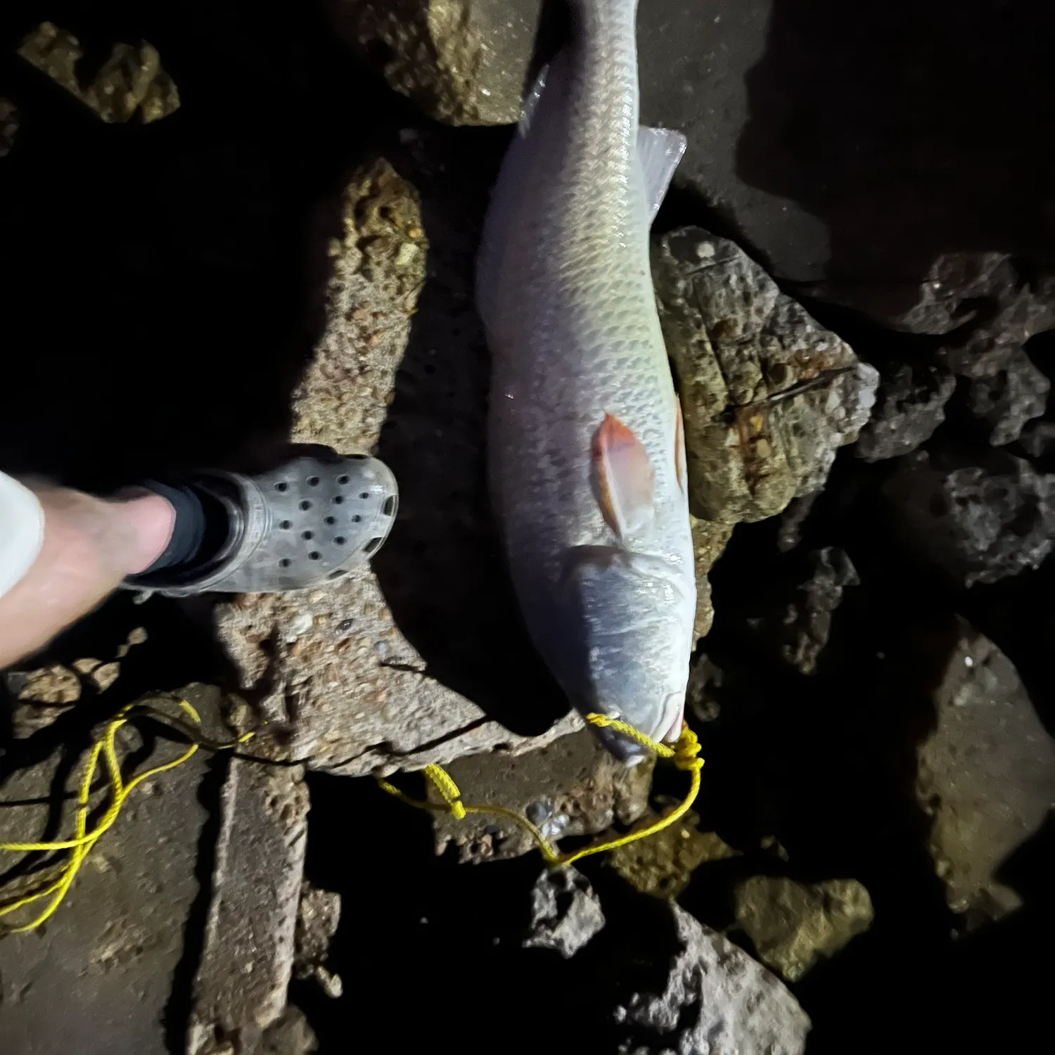 Red drum caught on Fishbrain