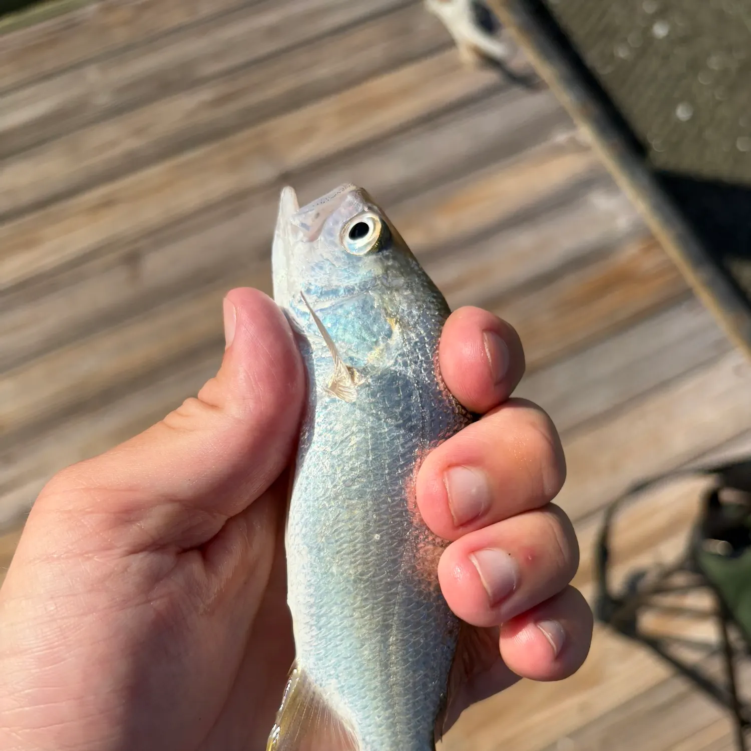 Silver perch caught on Fishbrain