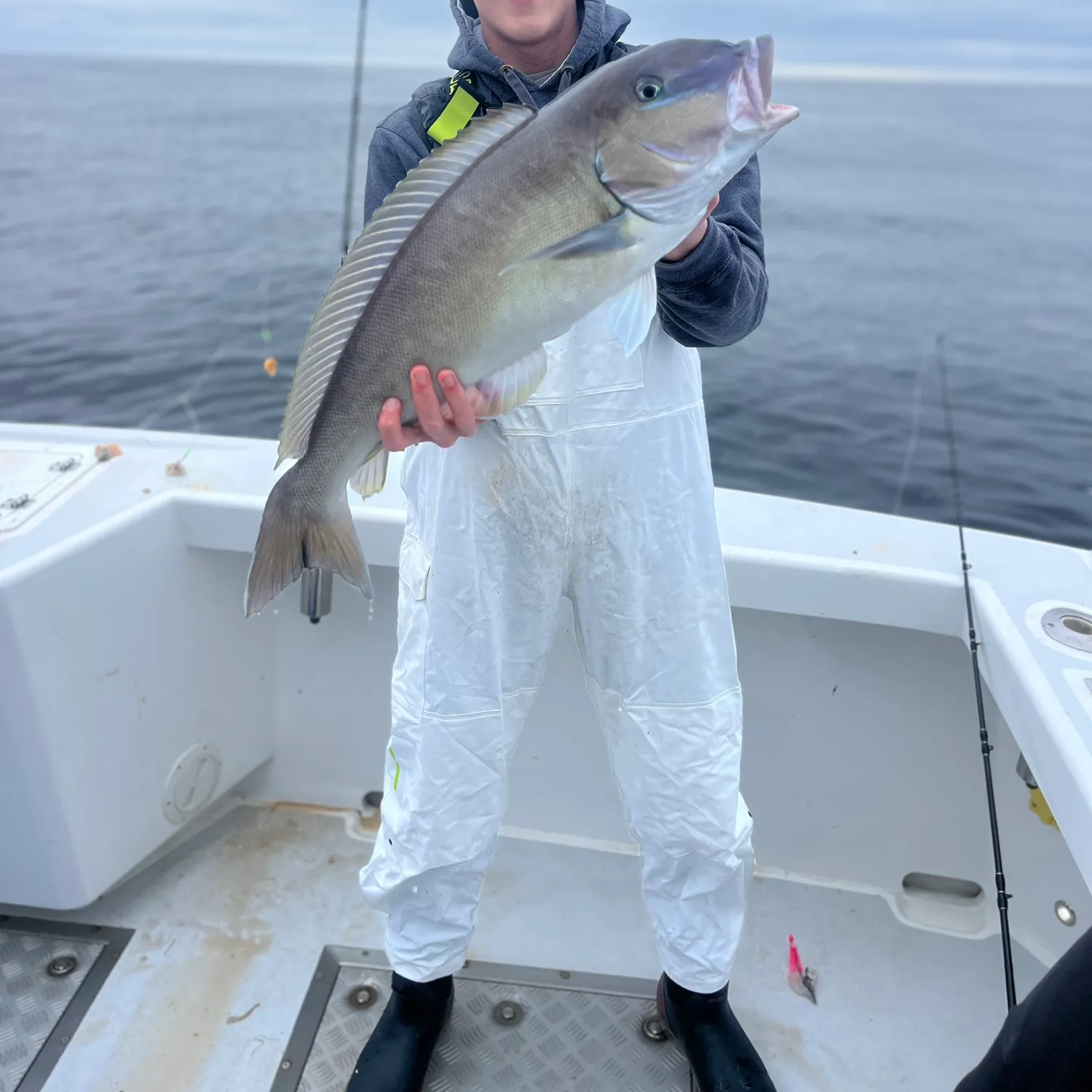 The most recent Grey tilefish catches on Fishbrain