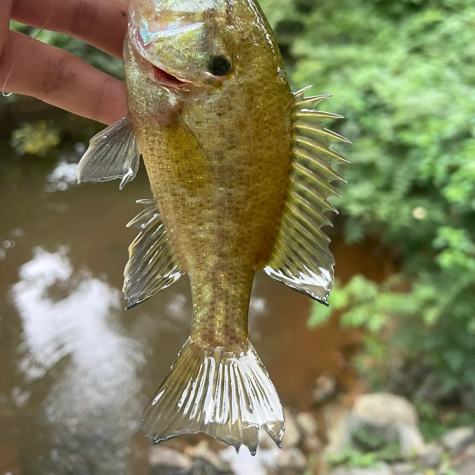The most recent F1 bass catches on Fishbrain