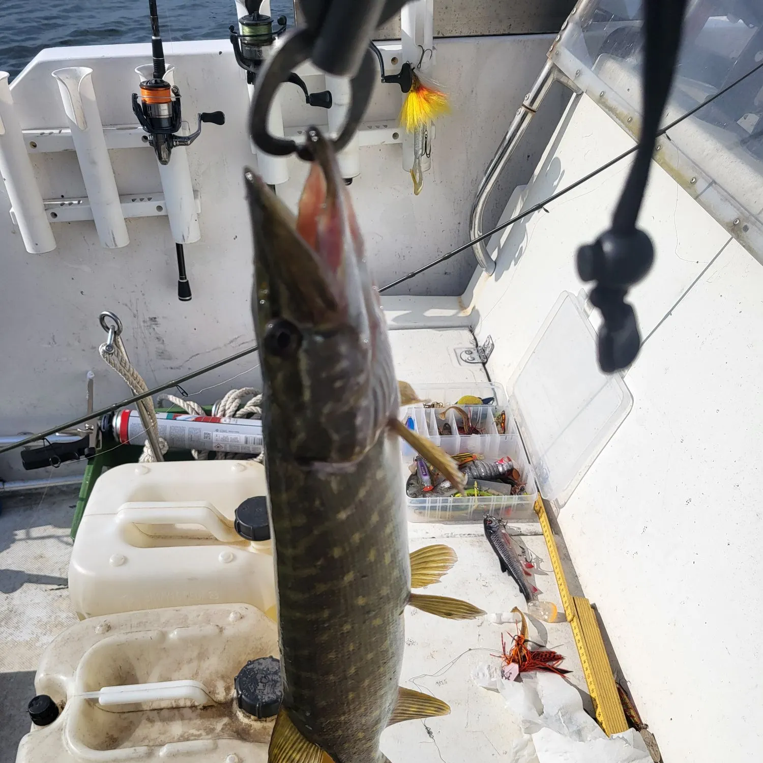 Northern pike caught on Fishbrain