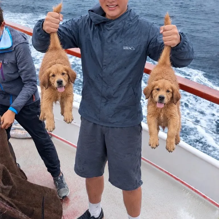 The most recent Piked dogfish catches on Fishbrain
