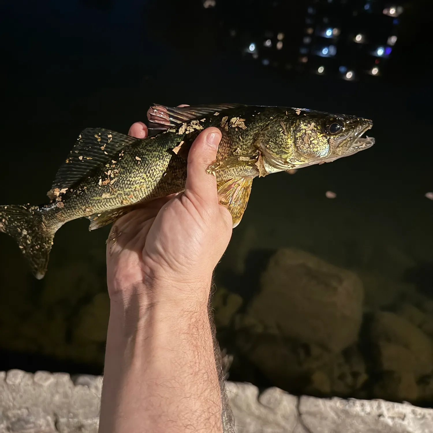 Walleye caught on Fishbrain