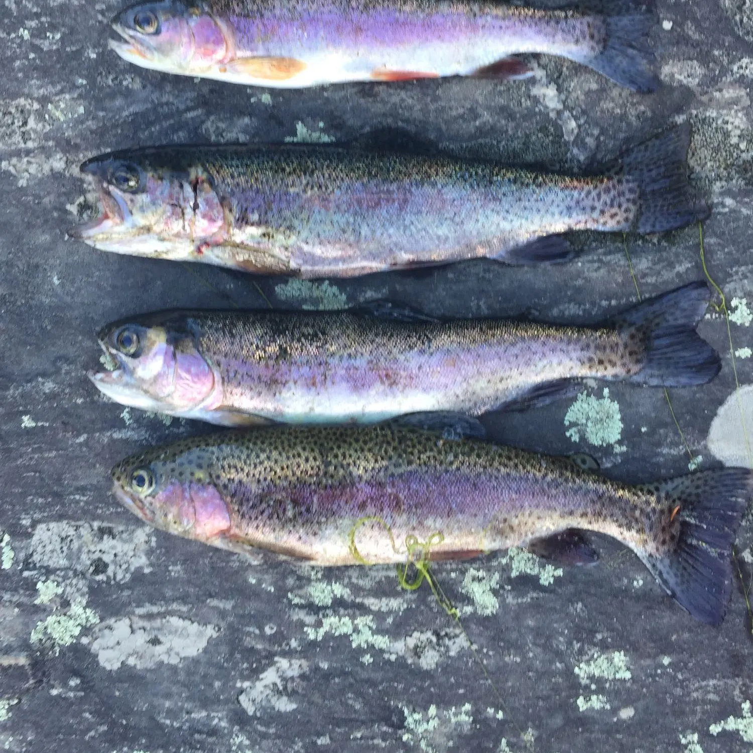 recently logged catches