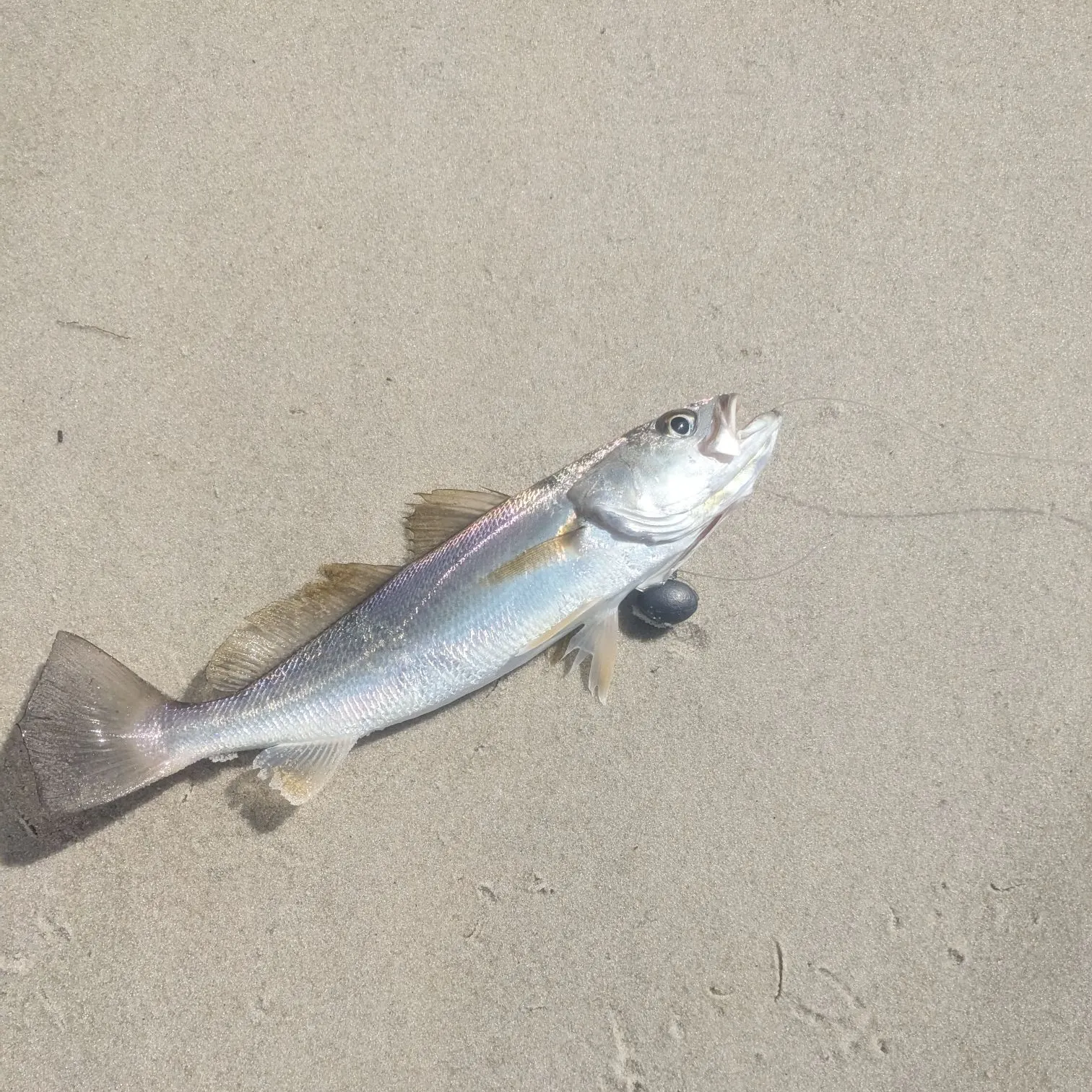 The most recent Sand seatrout catches on Fishbrain