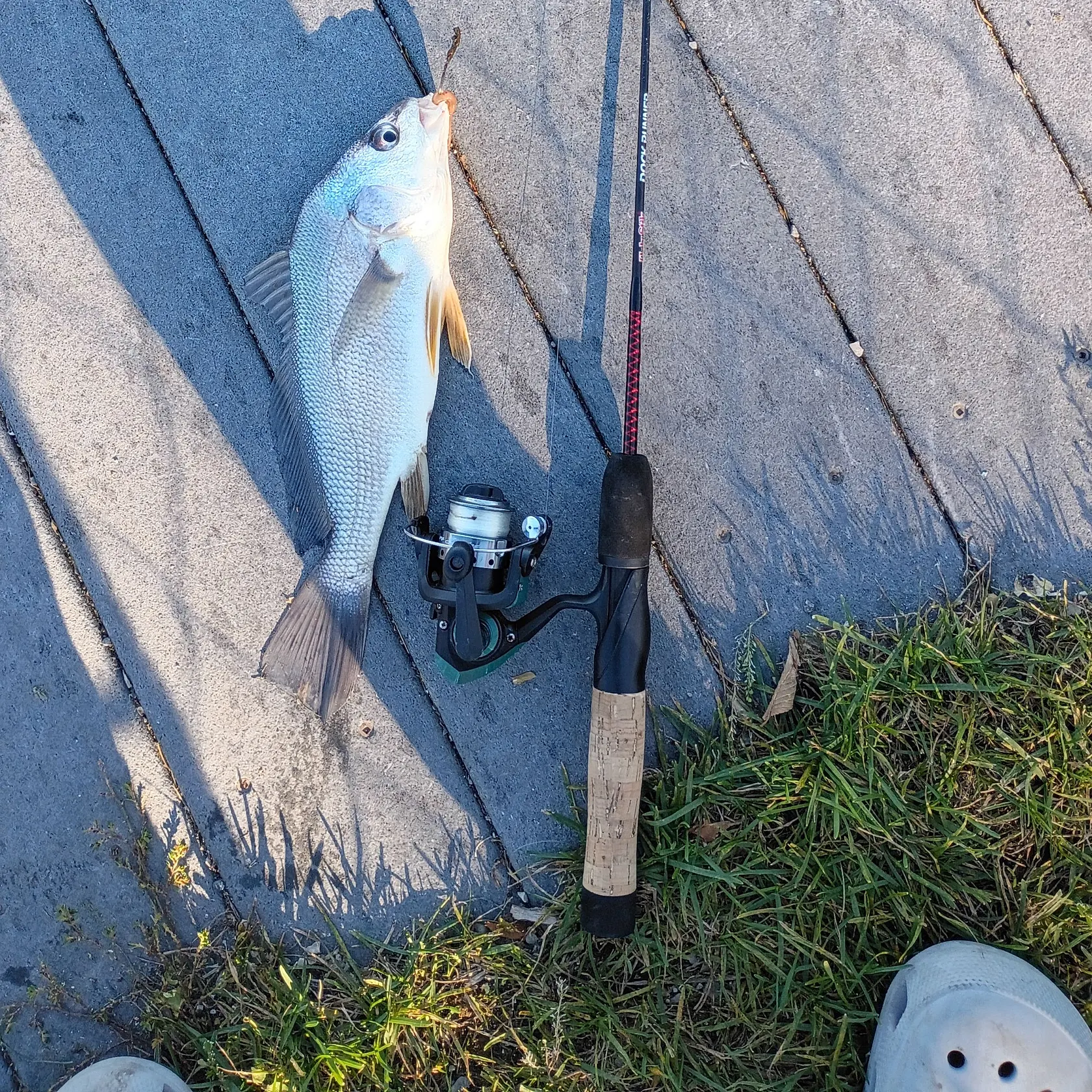 Freshwater drum caught on Fishbrain