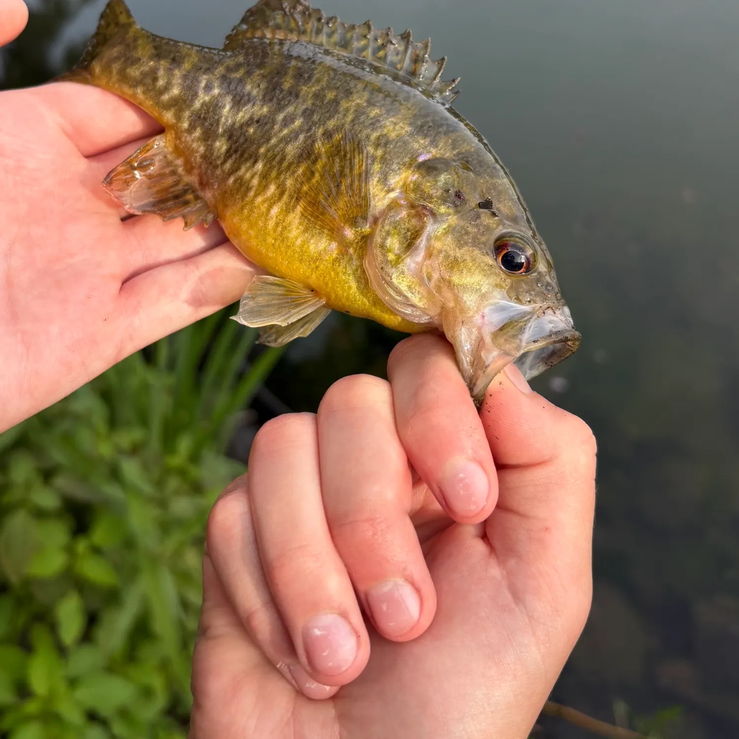 catch