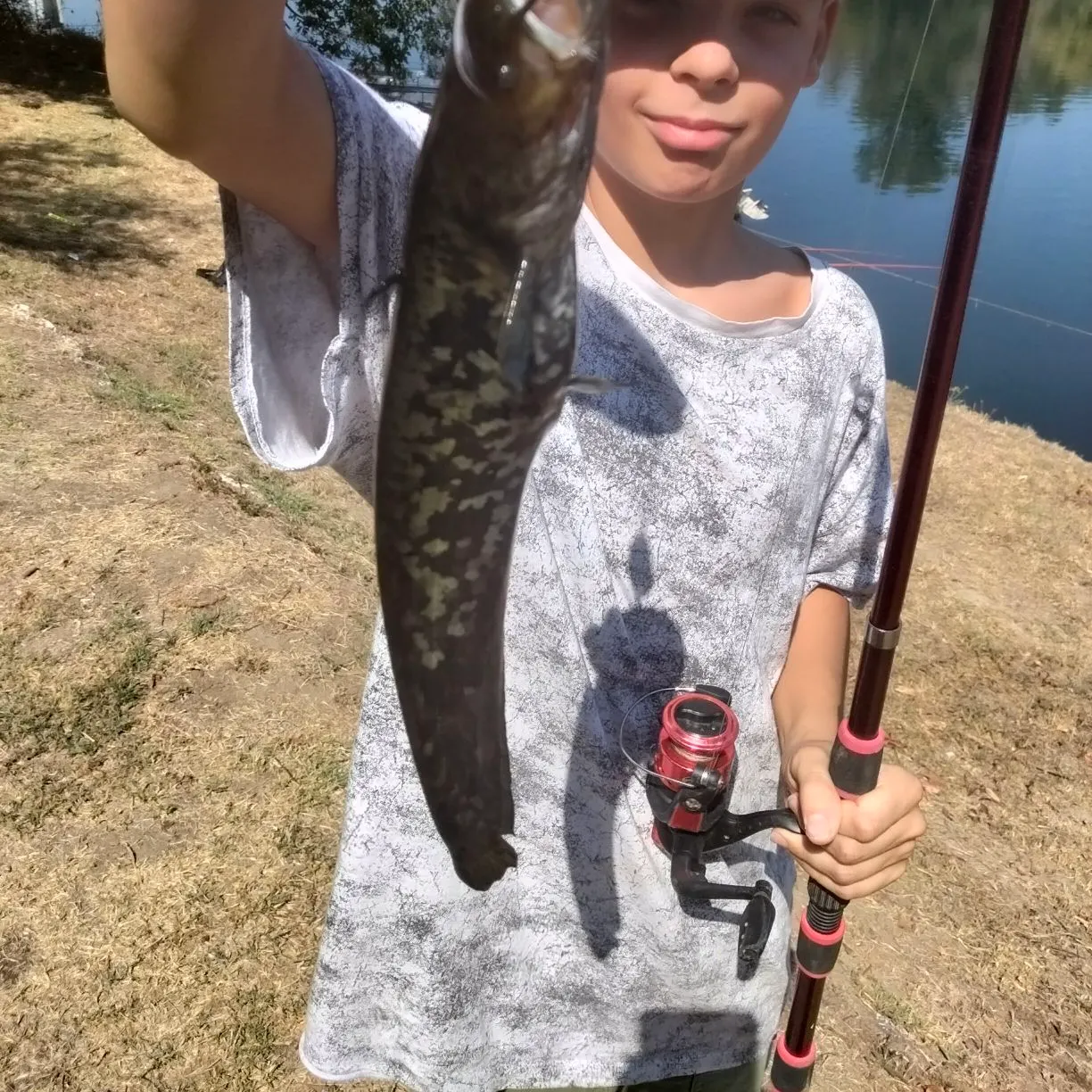 Wels catfish caught on Fishbrain