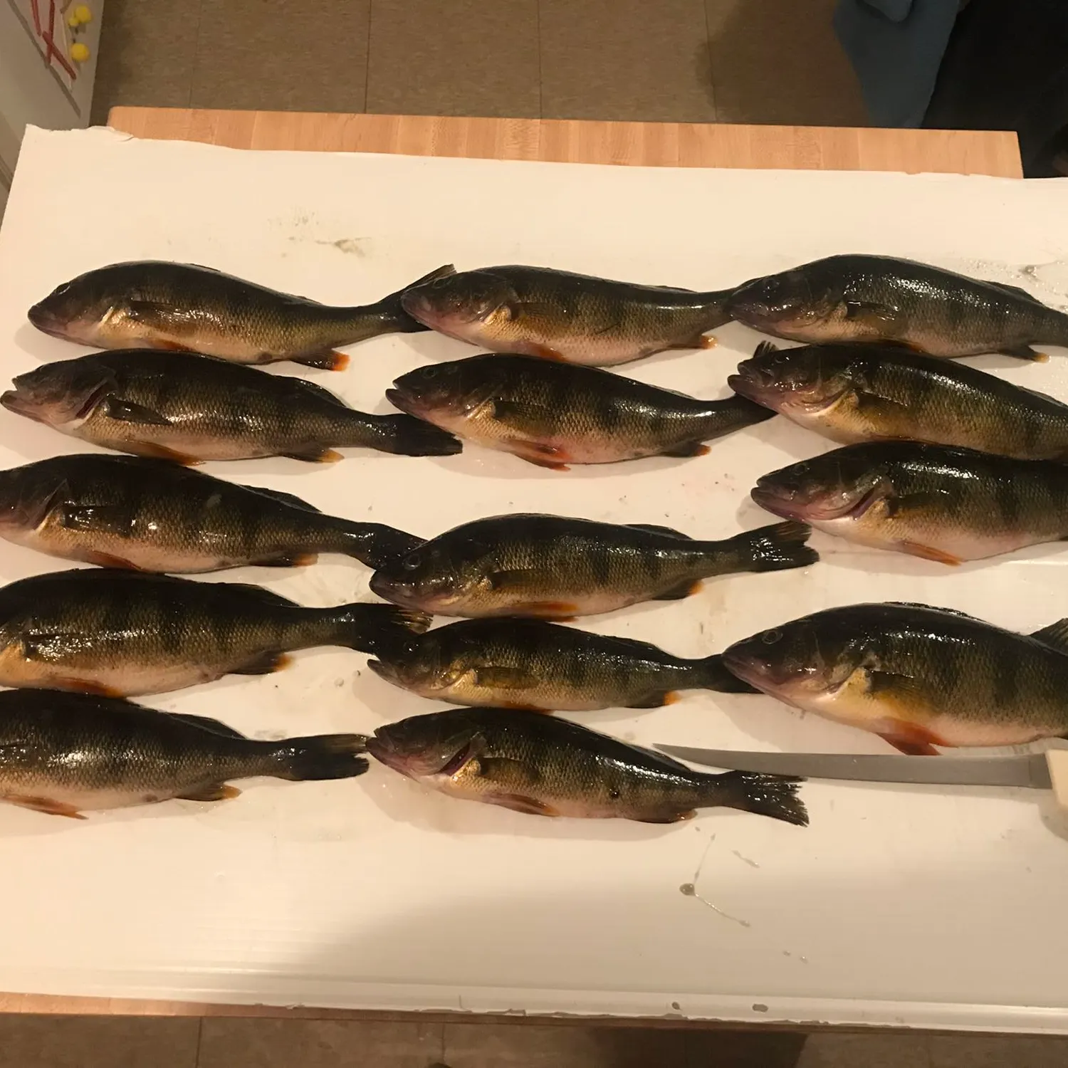 recently logged catches