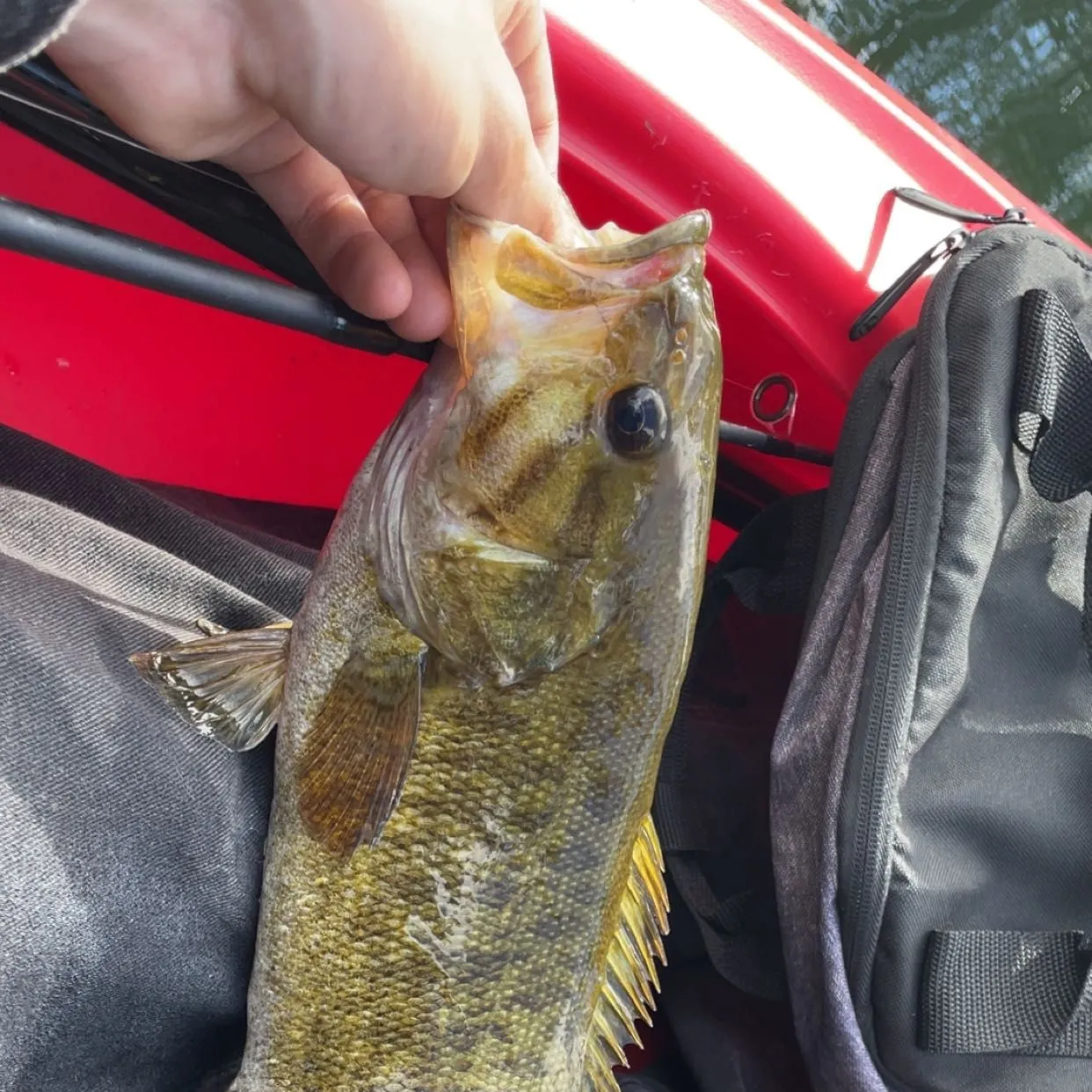 The most recent Meanmouth bass catches on Fishbrain