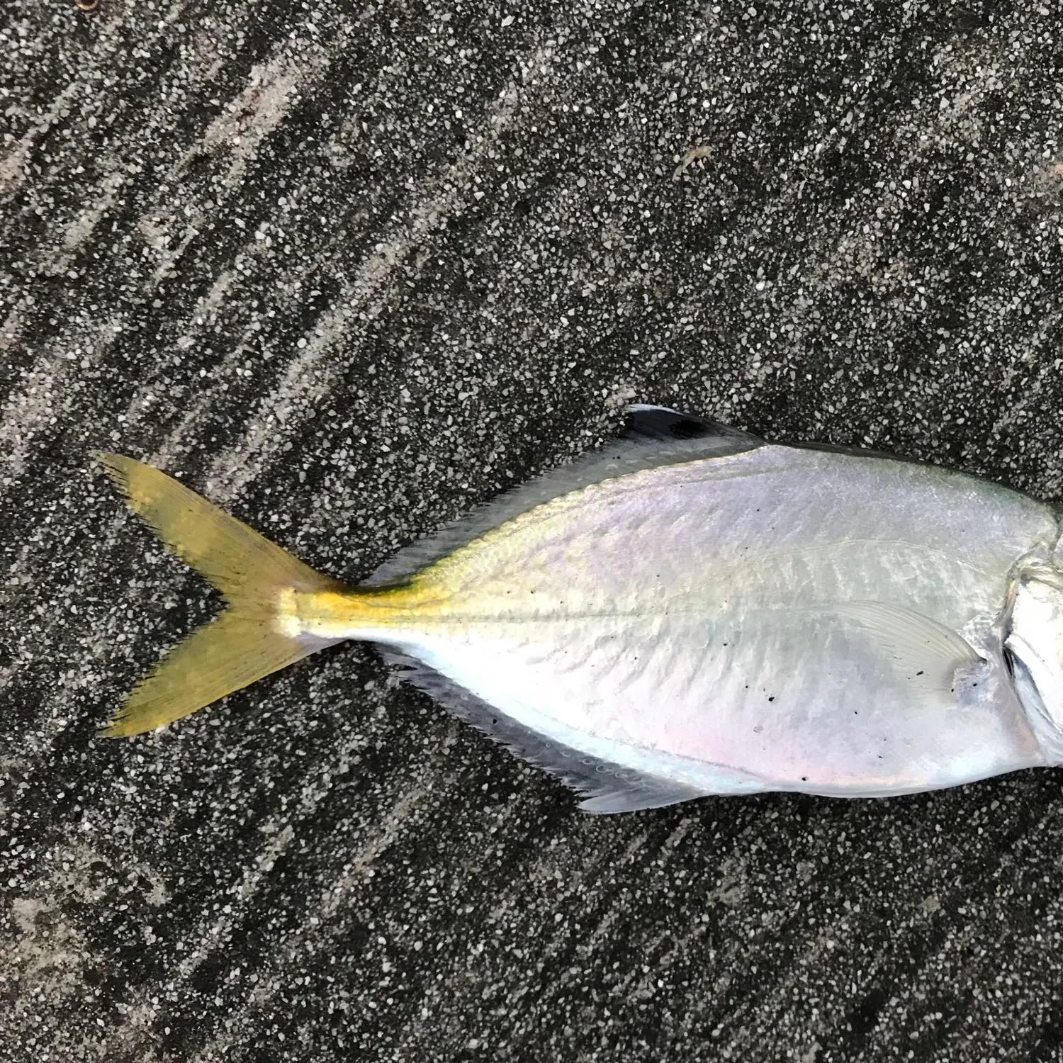 The most recent Brownback trevally catches on Fishbrain