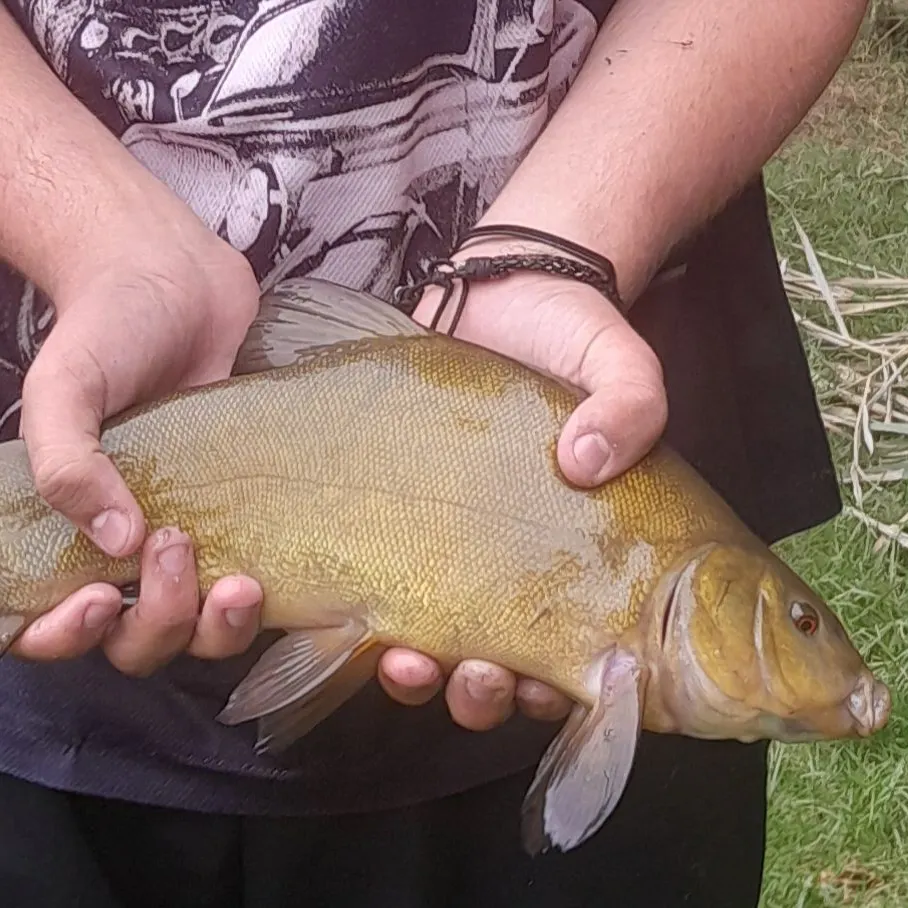 Tench caught on Fishbrain