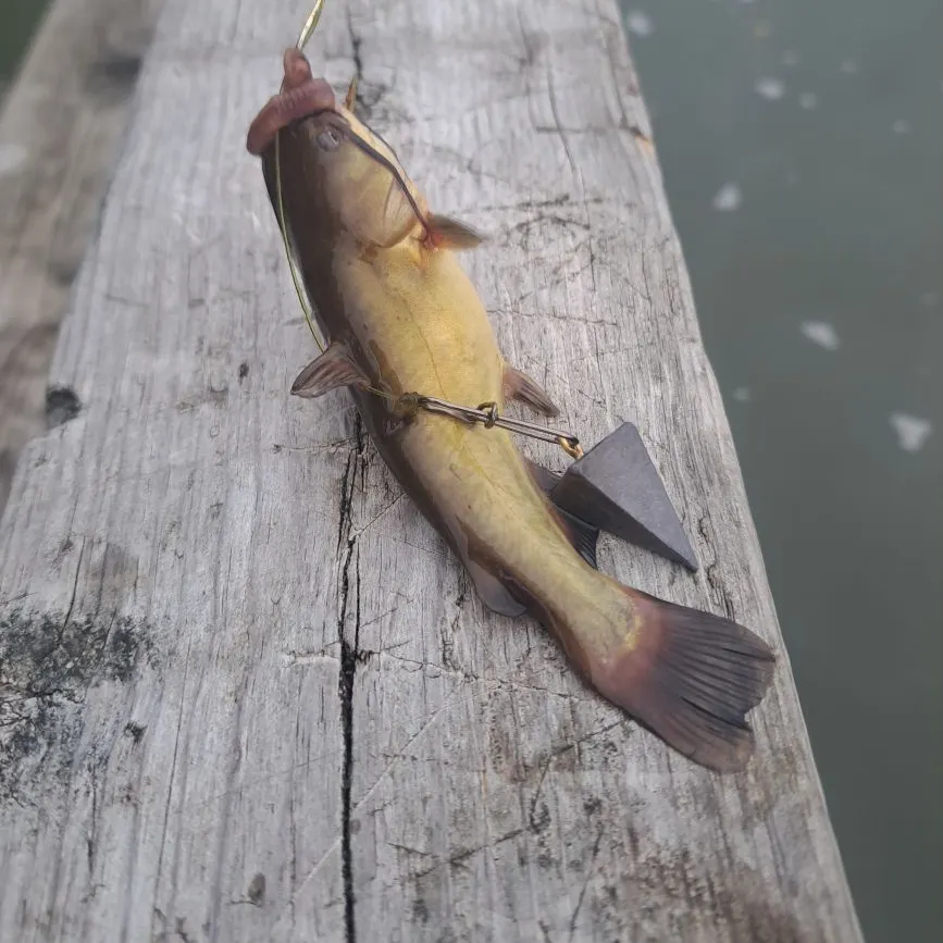 Black bullhead caught on Fishbrain