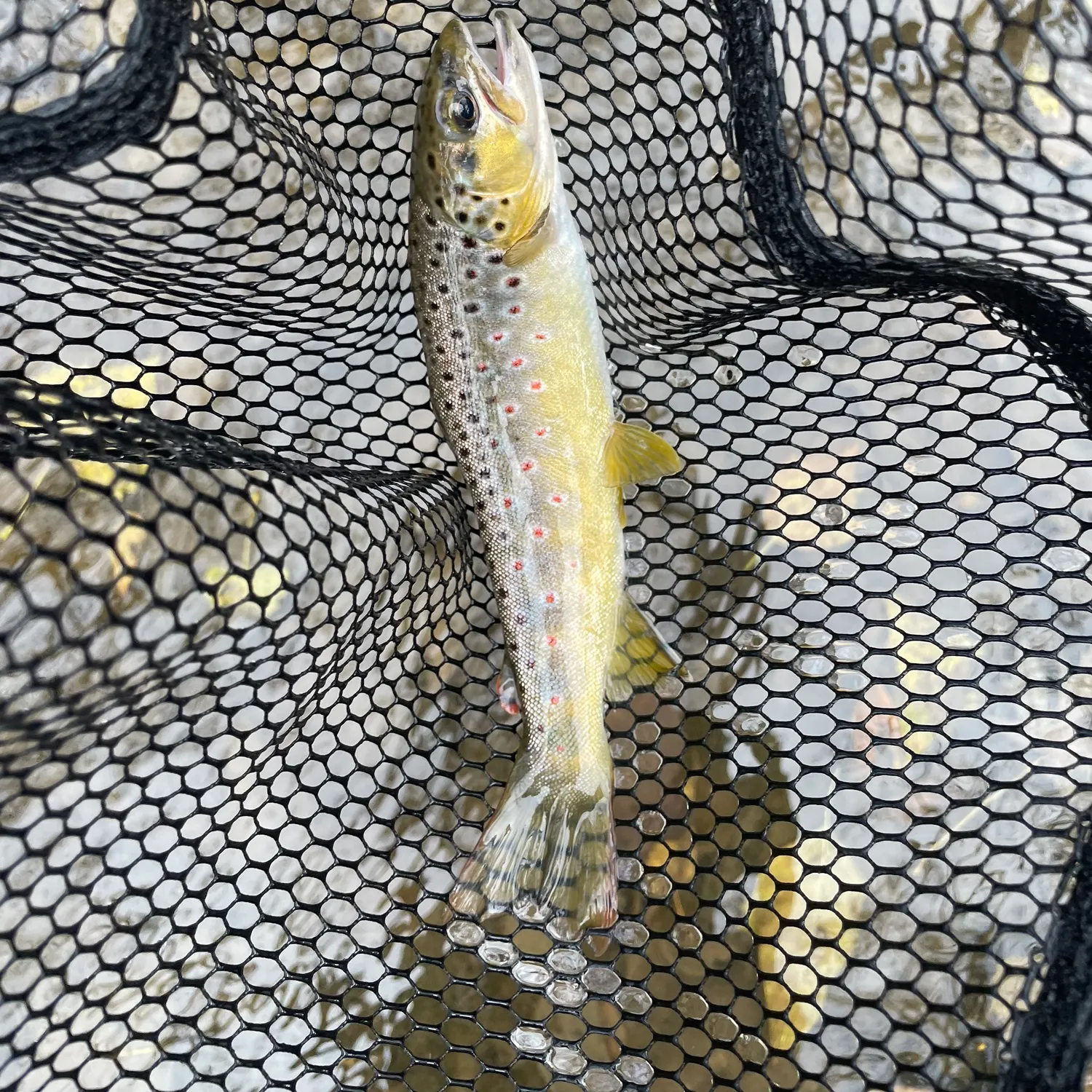 angler catch