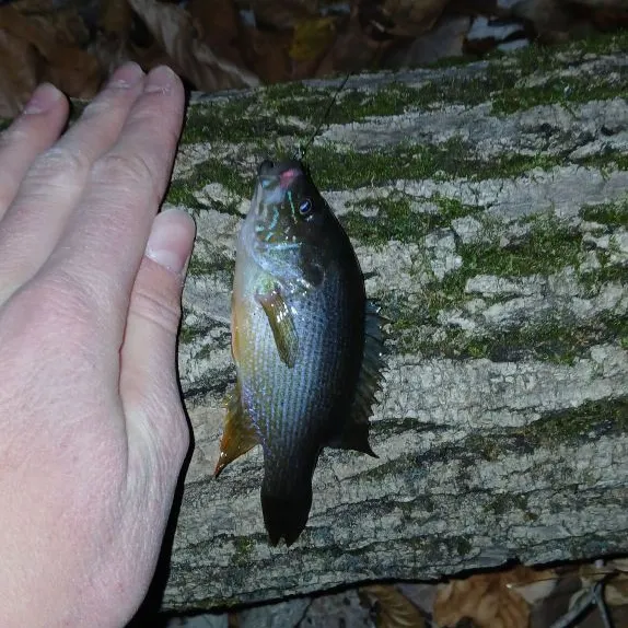Green sunfish caught on Fishbrain