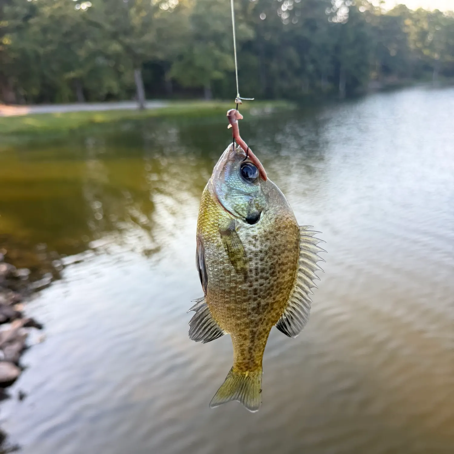 Fish caught on Fishbrain