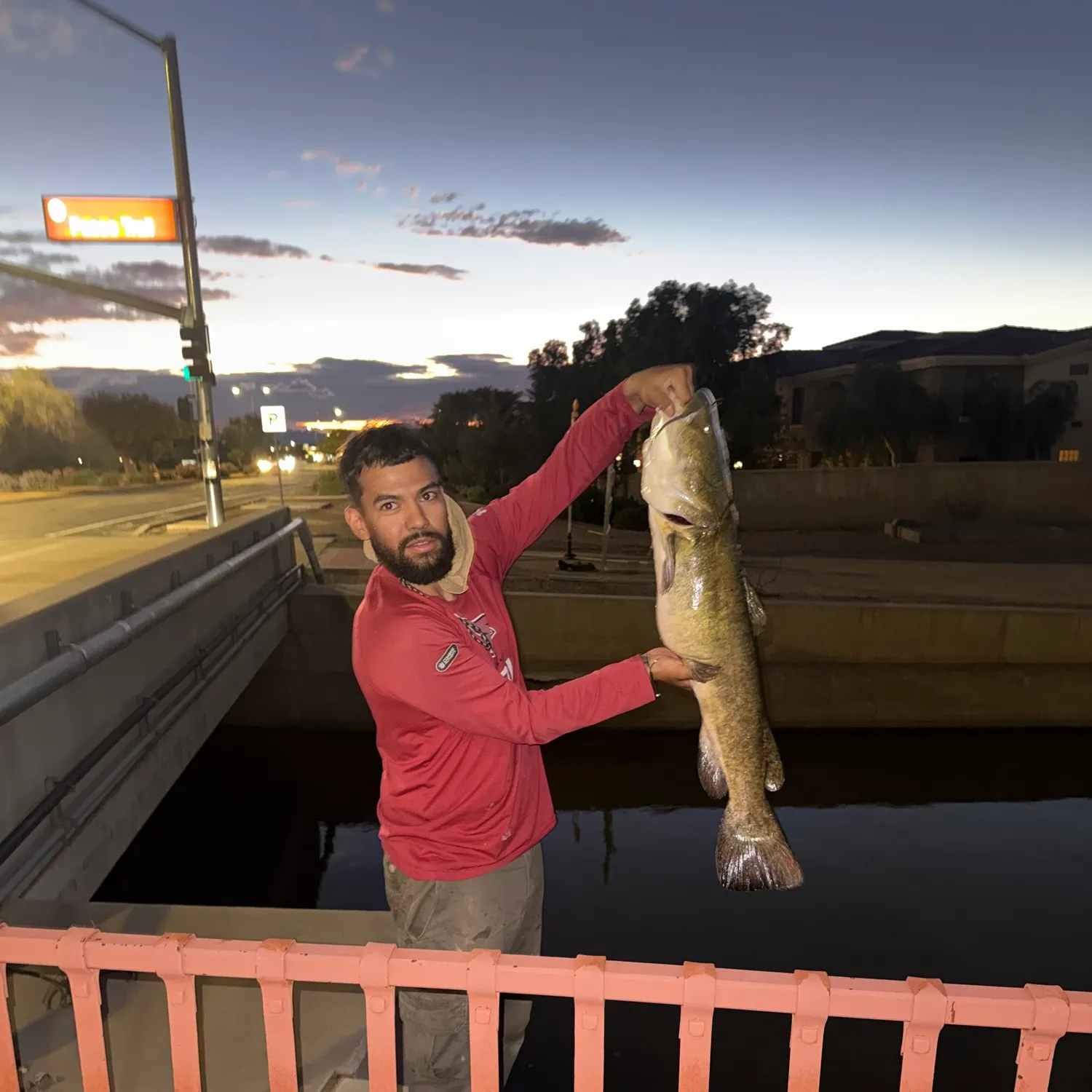 Flathead catfish caught on Fishbrain