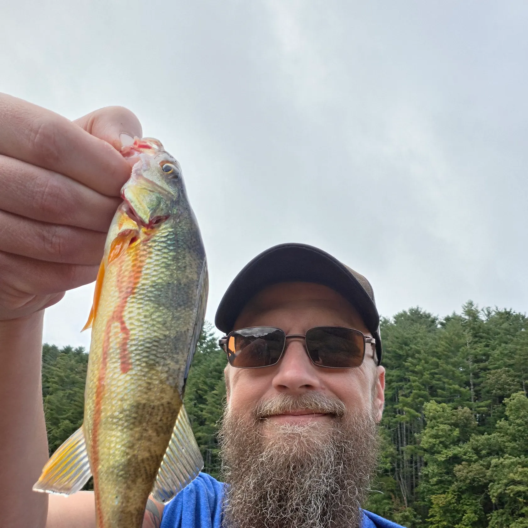 Yellow perch caught on Fishbrain