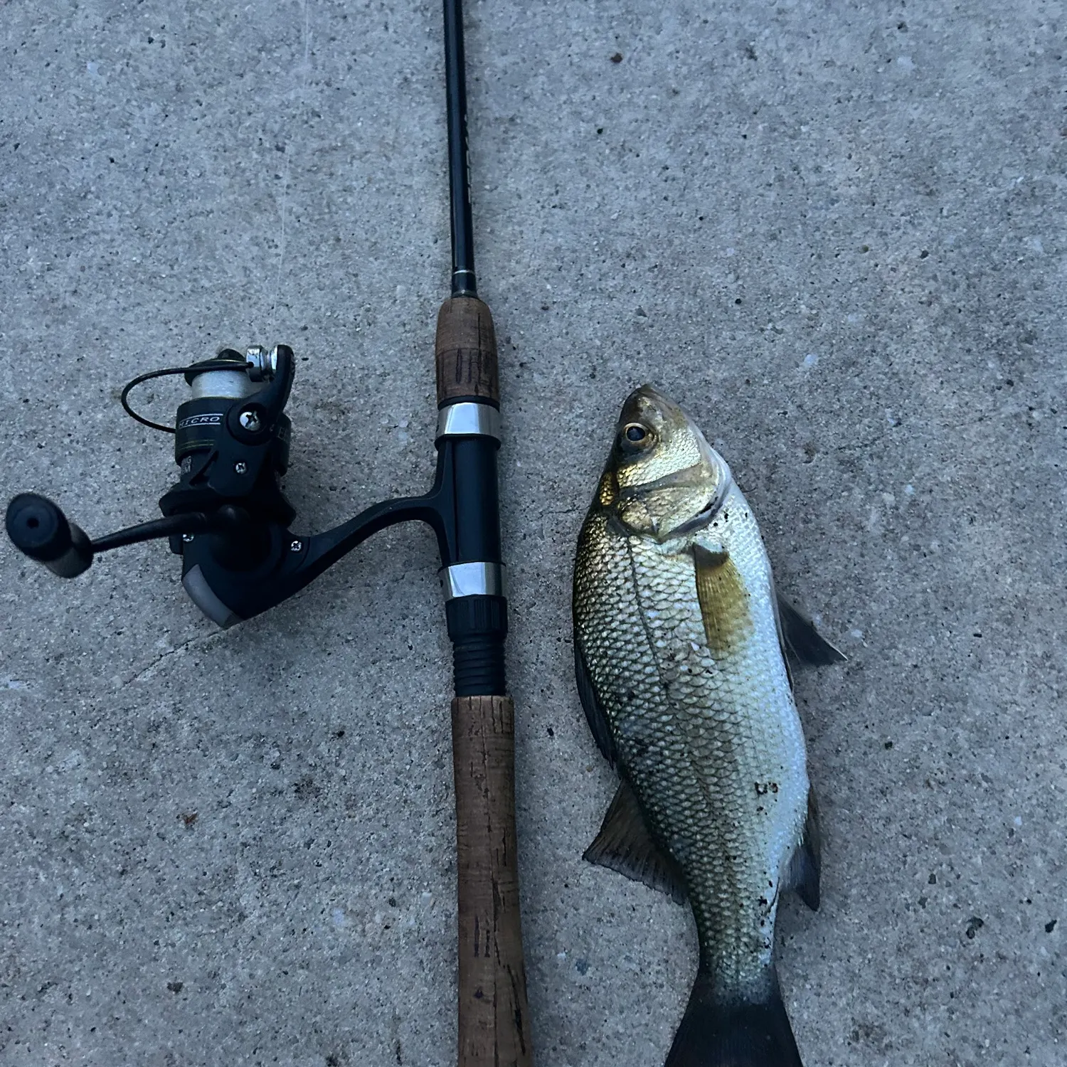 The most recent White perch catches on Fishbrain