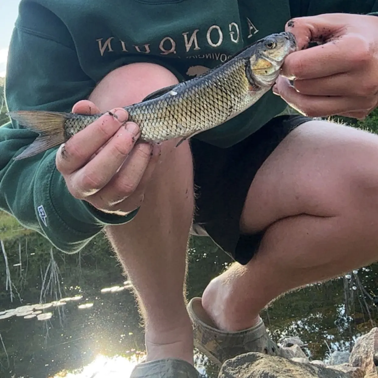 Creek chub caught on Fishbrain