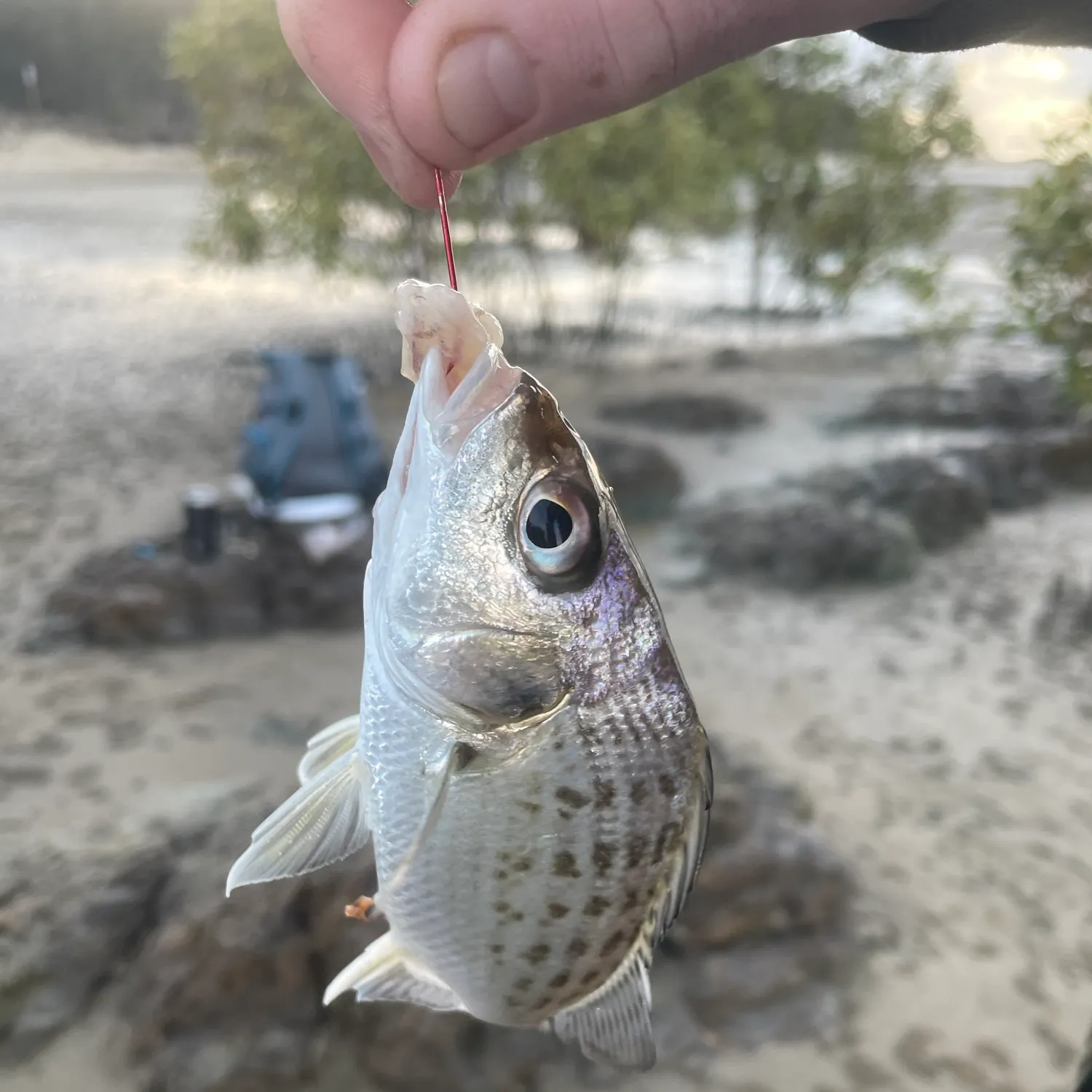 The most recent Javelin grunter catches on Fishbrain