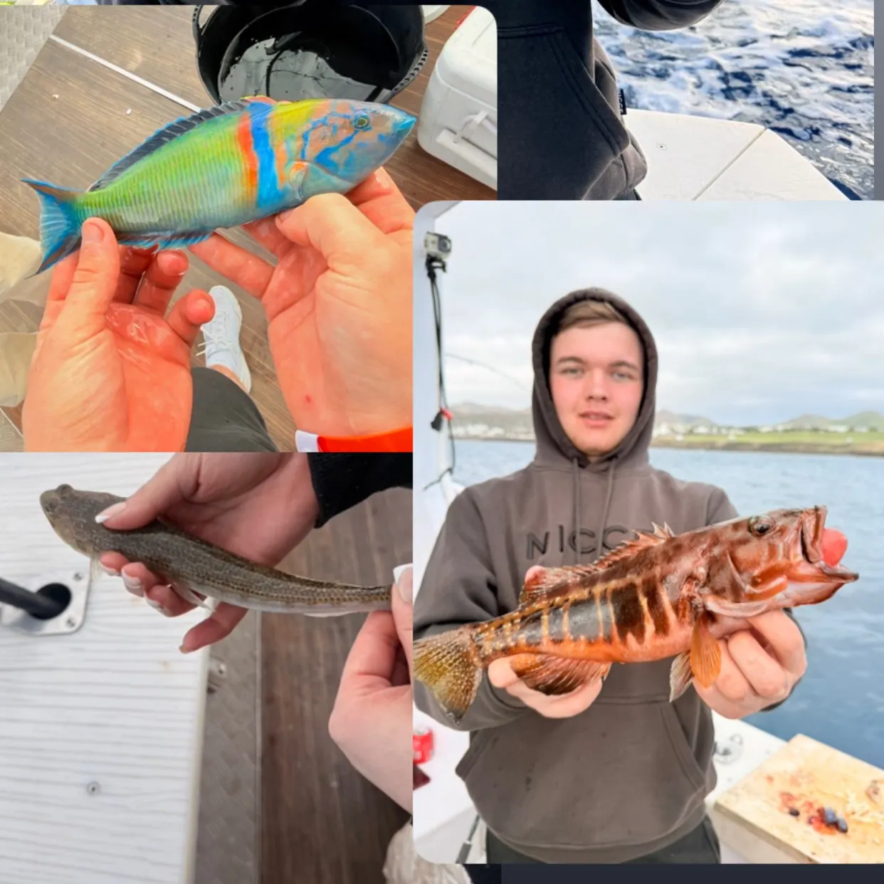 recently logged catches