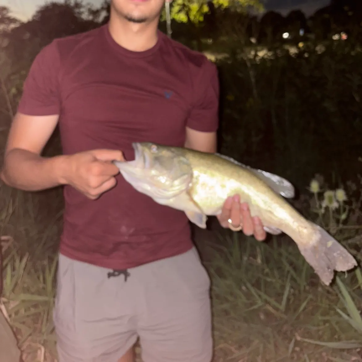 Largemouth bass caught on Fishbrain