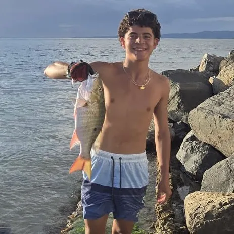 The most recent Mutton snapper catches on Fishbrain