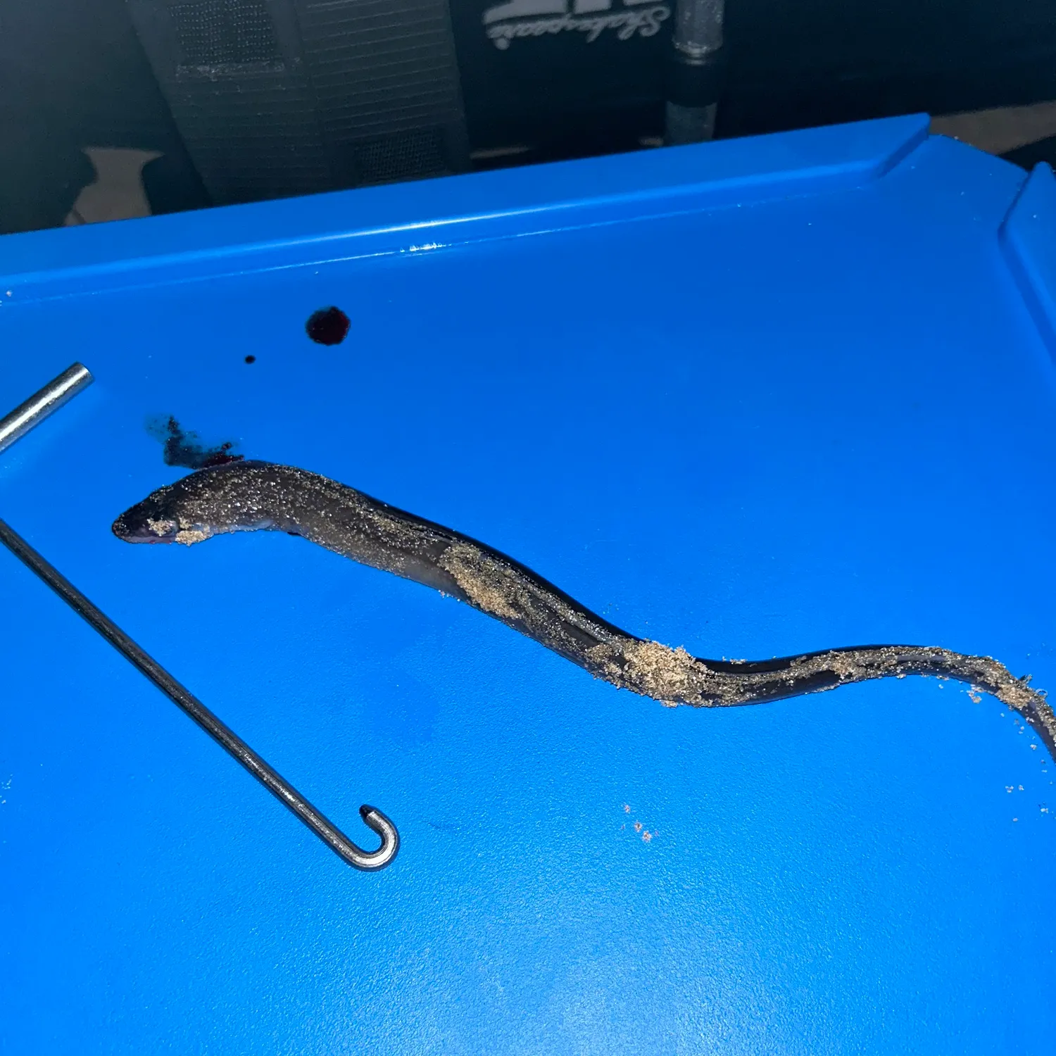 The most recent European conger catches on Fishbrain