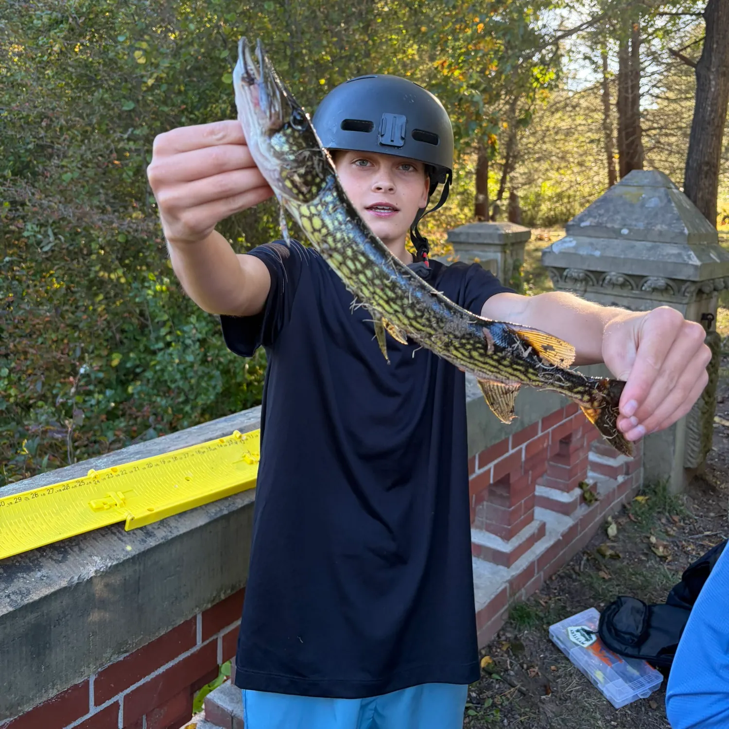Chain pickerel caught on Fishbrain