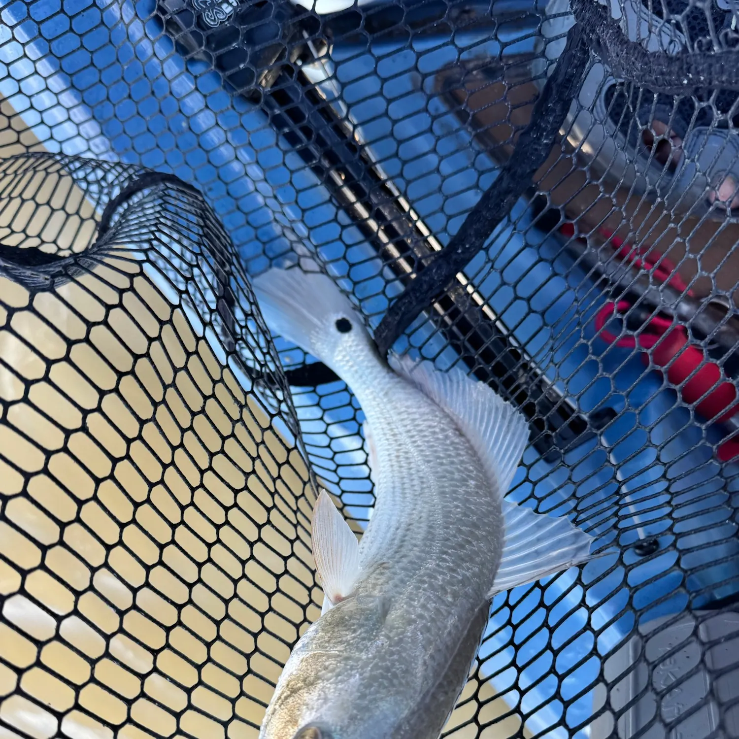 Red drum caught on Fishbrain