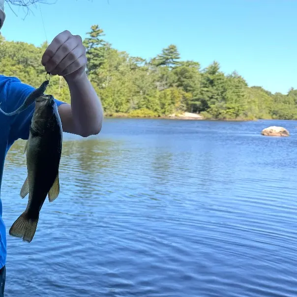 Smallmouth bass caught on Fishbrain