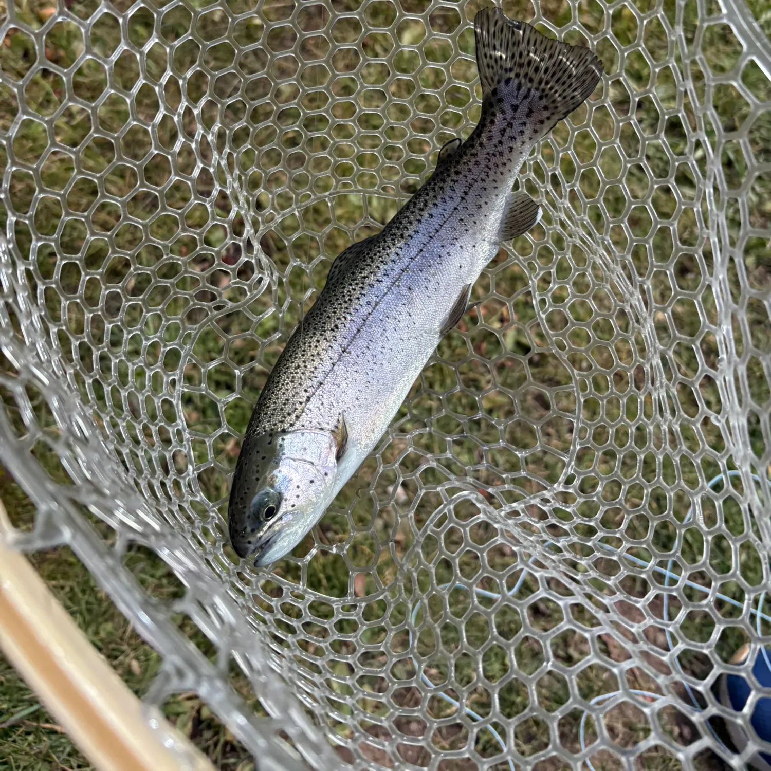 Rainbow trout caught on Fishbrain